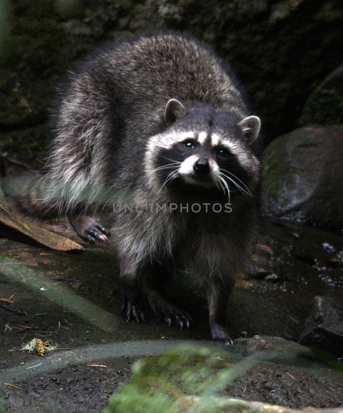 Raccoon.  Photo taken at Northwest Trek Wildlife Park, WA.