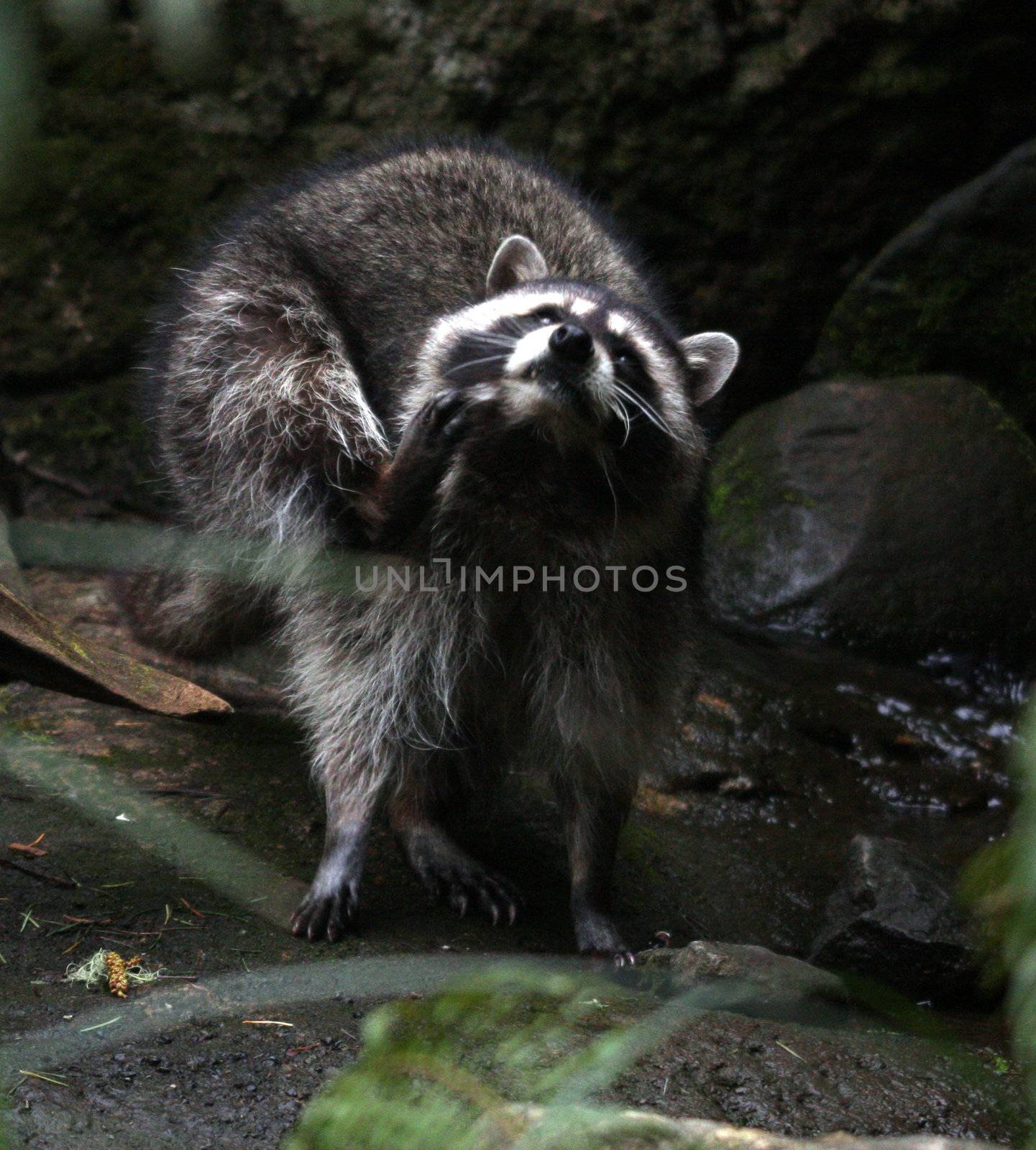 Raccoon.  Photo taken at Northwest Trek Wildlife Park, WA.