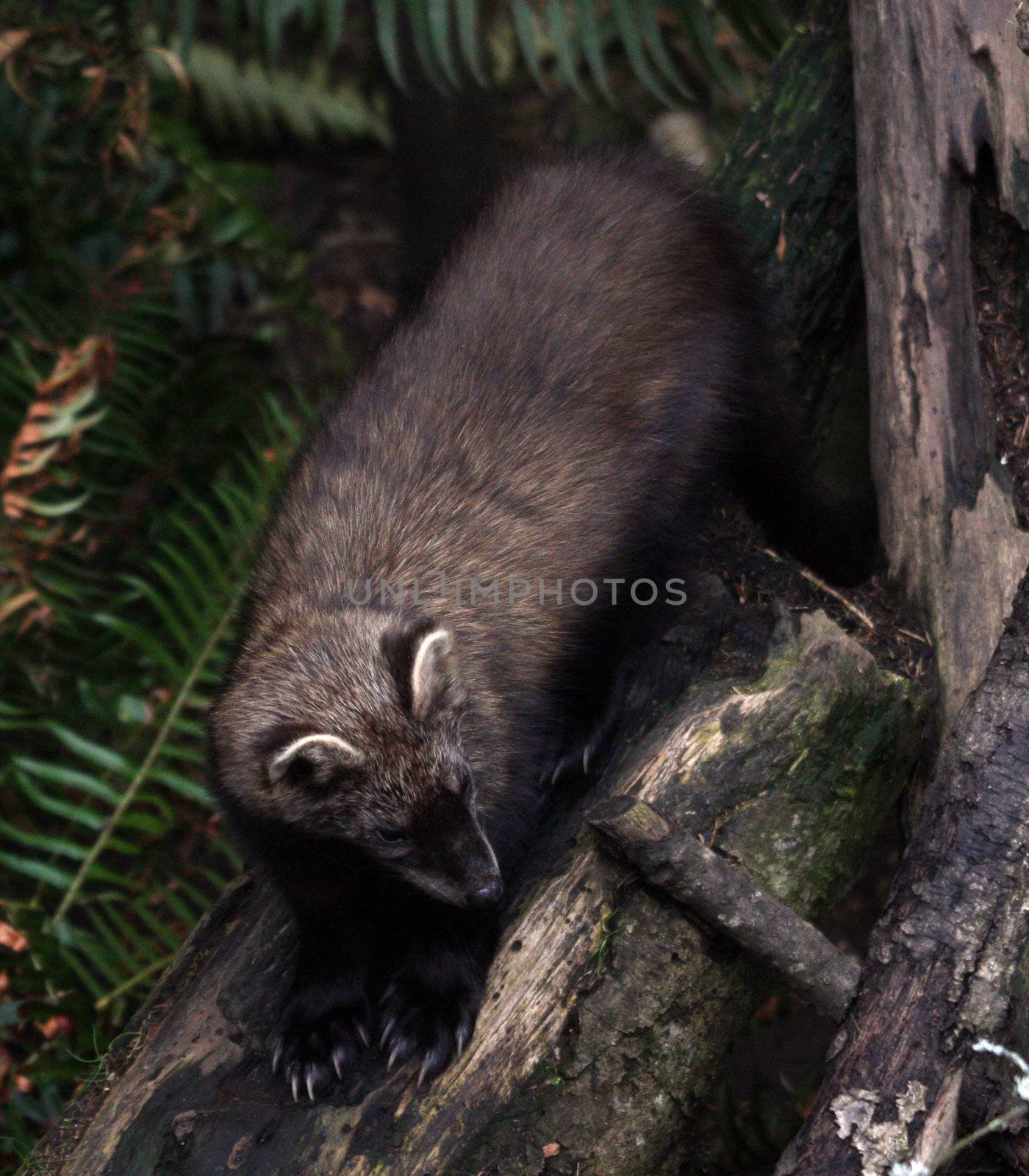 Raccoon by sandsphoto