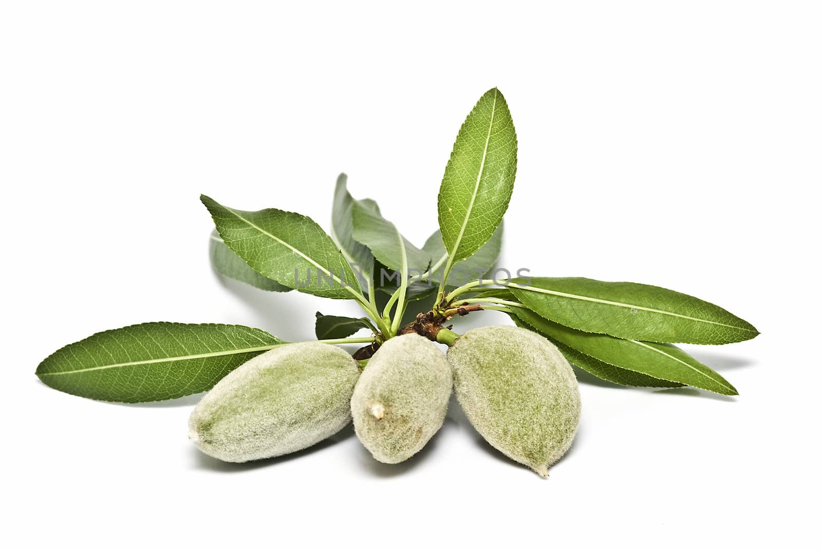 Green almonds isolated on a white background.