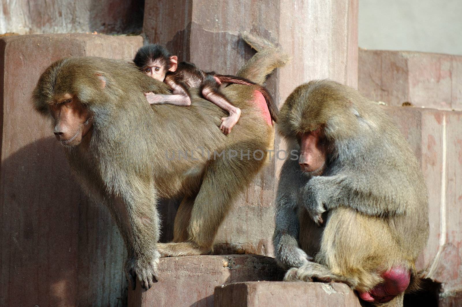 Monky family. Mother, father and newborn baby