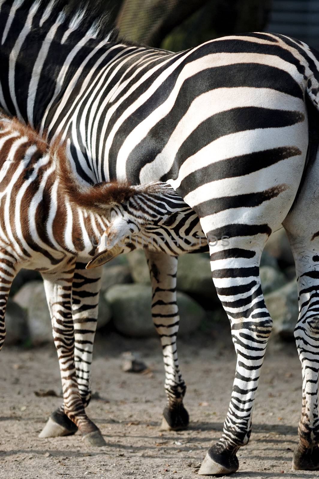 Young zebra feeding