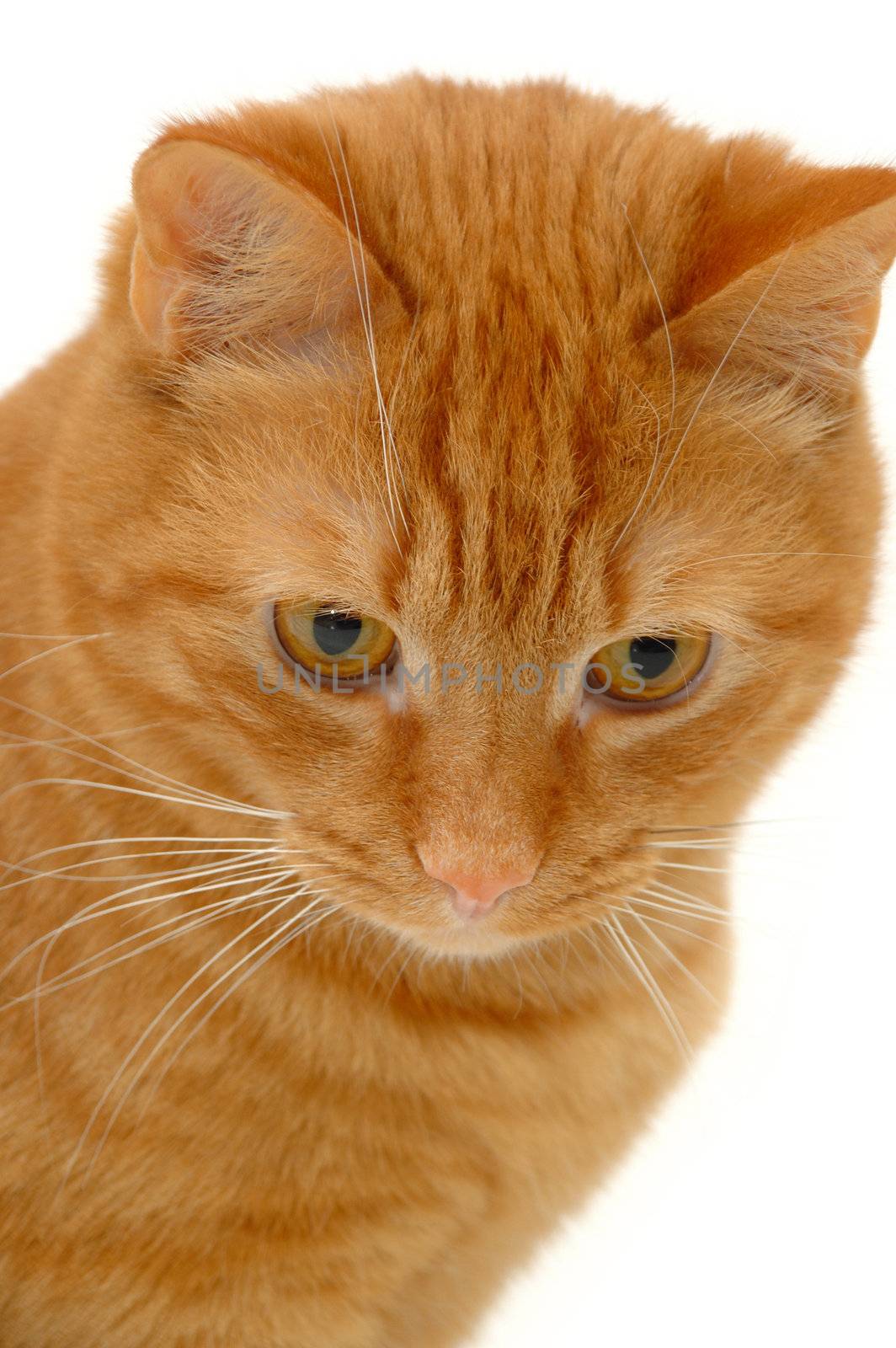 Sweet kitten on white background looking down.