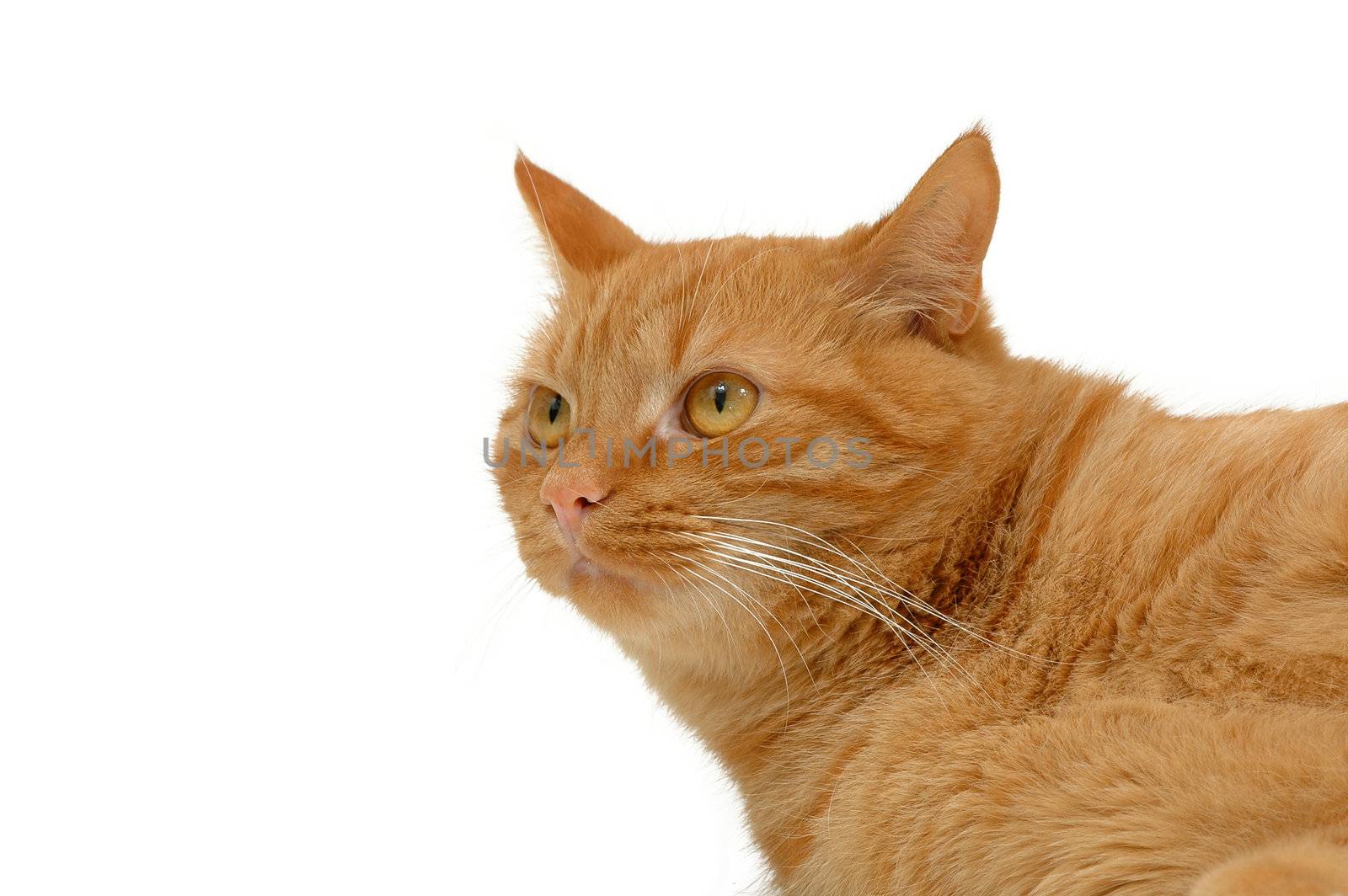 Resting cat. On clean white background.