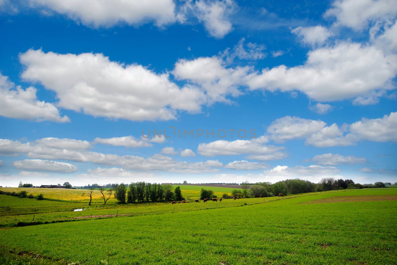 Idylic farmlandscap with green fields, cows and blue cloudy sky.