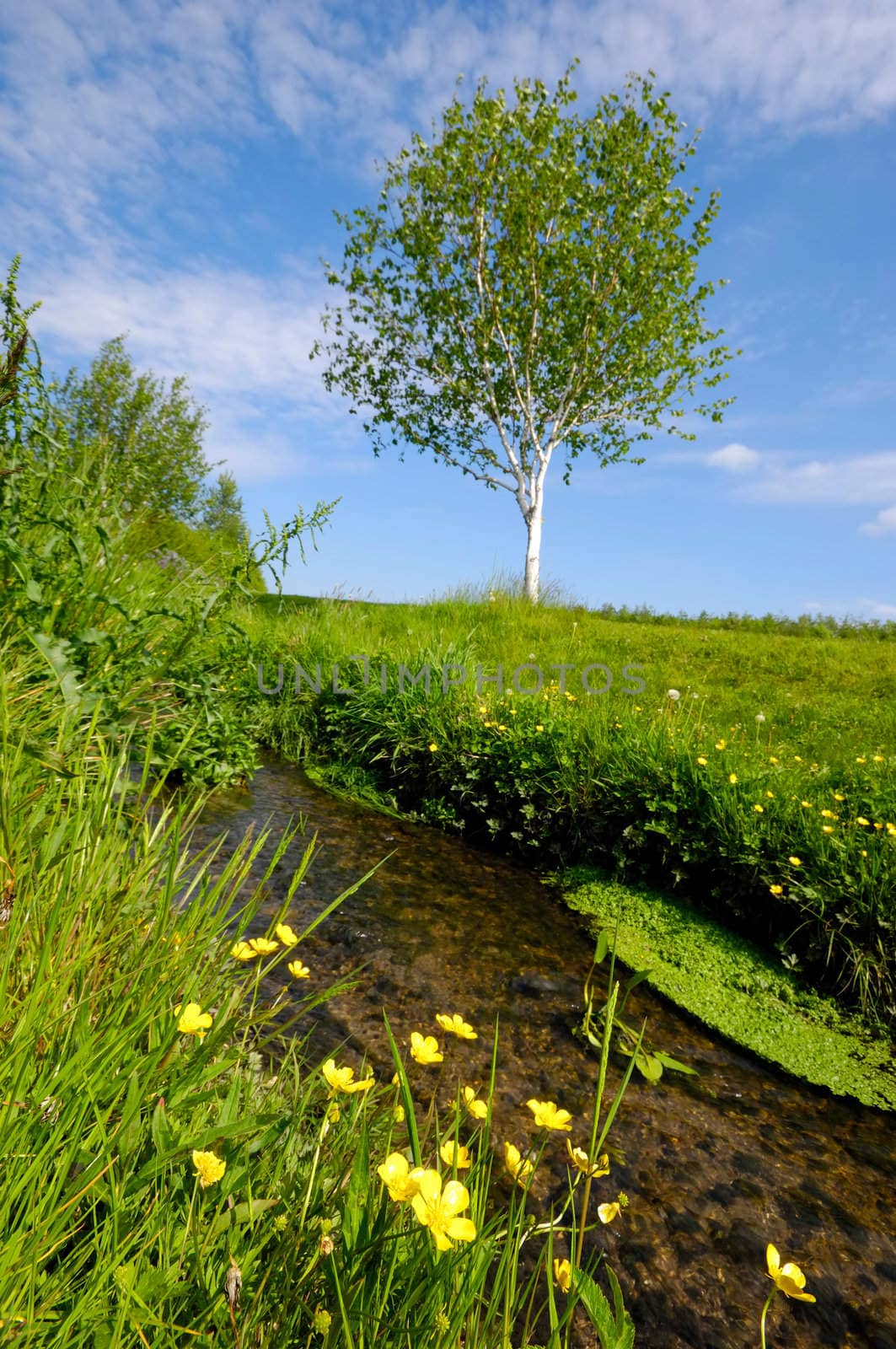 Yellow flowers and creek. The flowers is in focus.