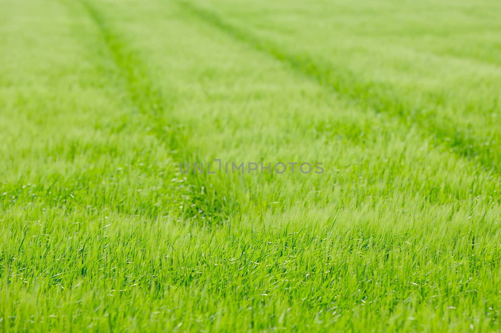 Tracktor tracks in corn field