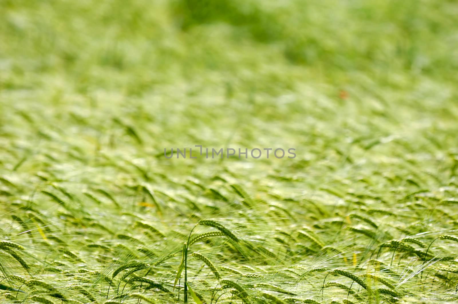 Pattern in the corn because of the wind