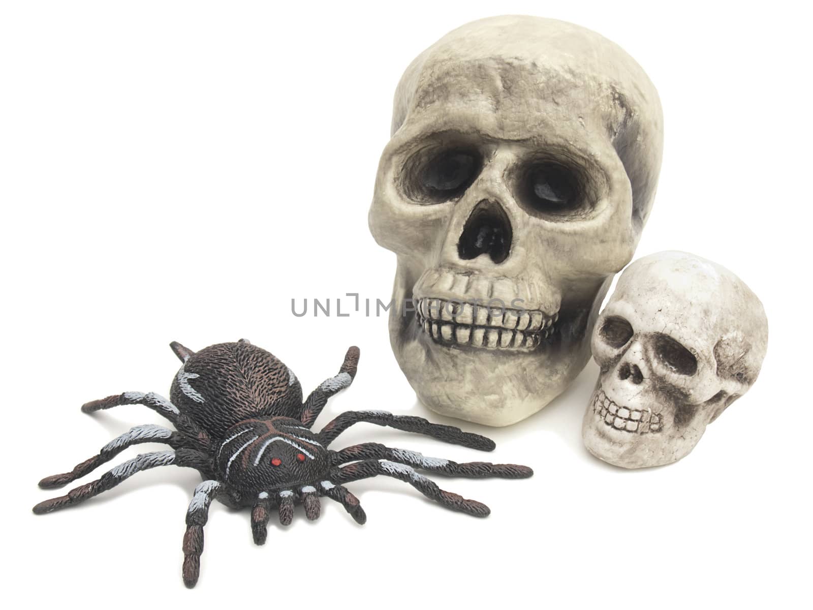 Two comic fake skulls, one large one small, with a rubber spider isolated on white. Fun for Halloween!
