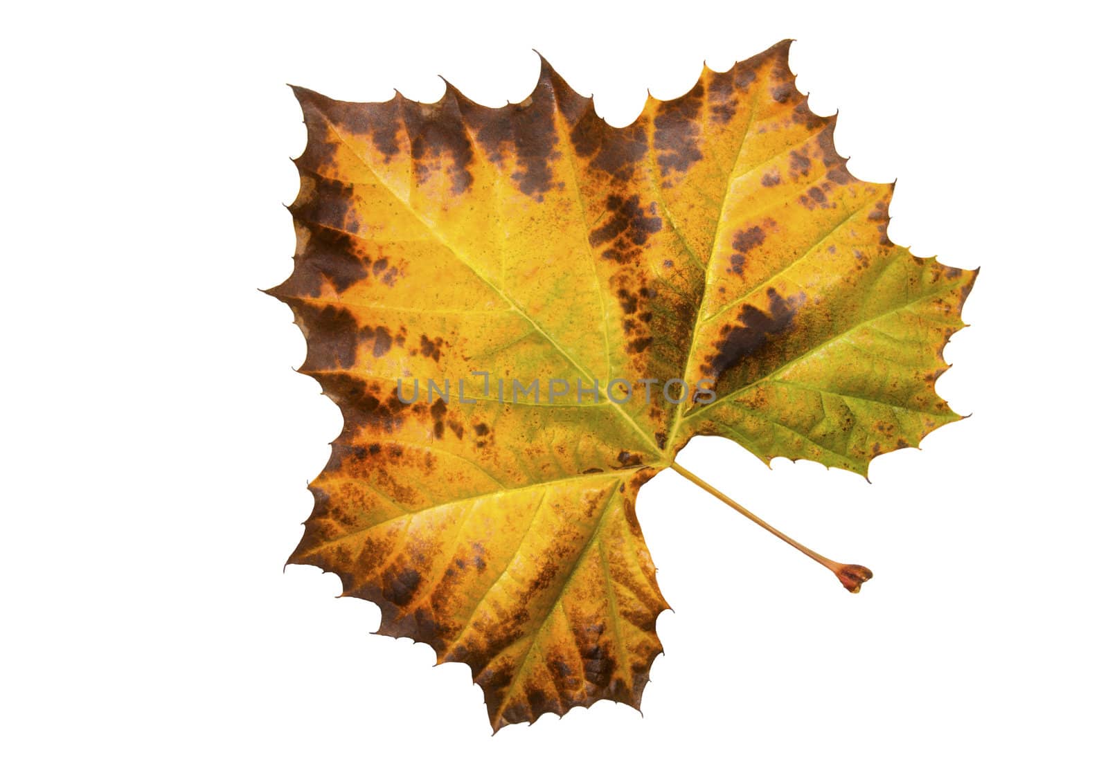 Plain tree leaf in fall colors by waxart