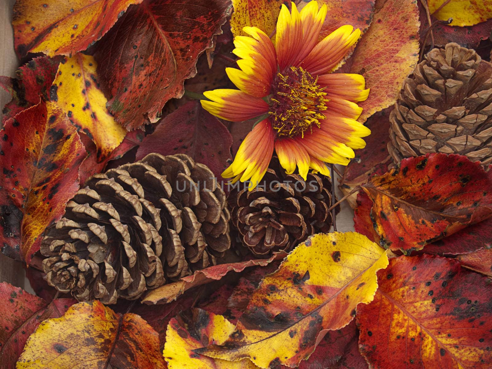 Pine cone in a pile of brilliant yellow and red Autumn leaves.
