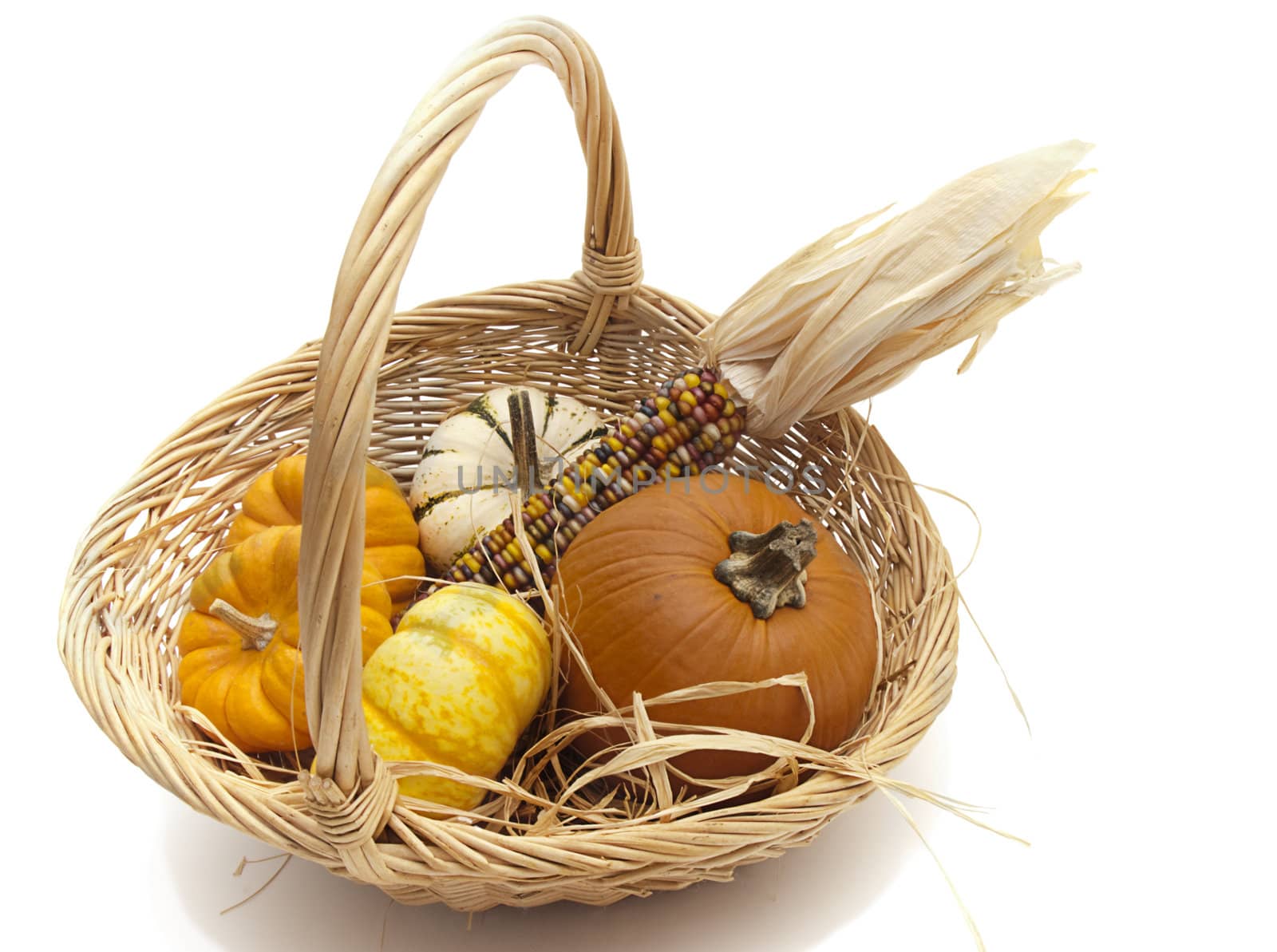 Decorative white, yellow, and orange pumpkins and Indian corn in a large basket on white background. Useful for Thanksgiving theme.