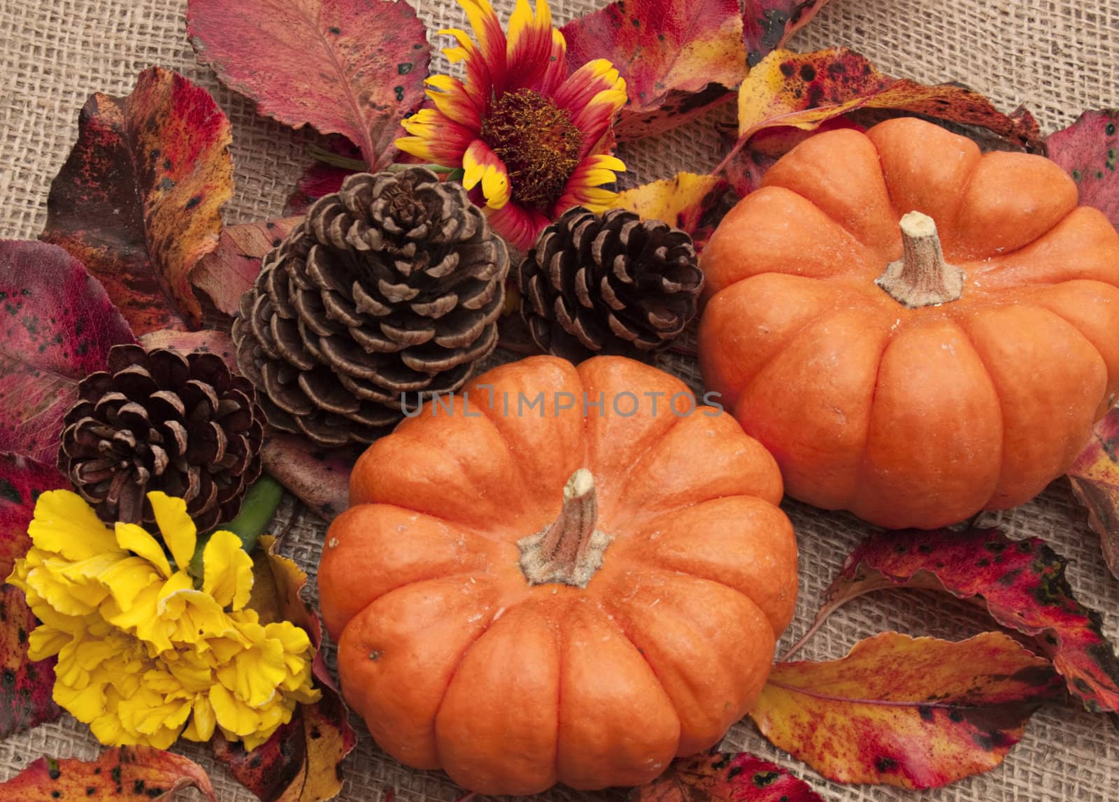 Overhead shot of collection of ornamental pumpkins, pine cones, colorful flowers and leaves for Thanksgiving decoration