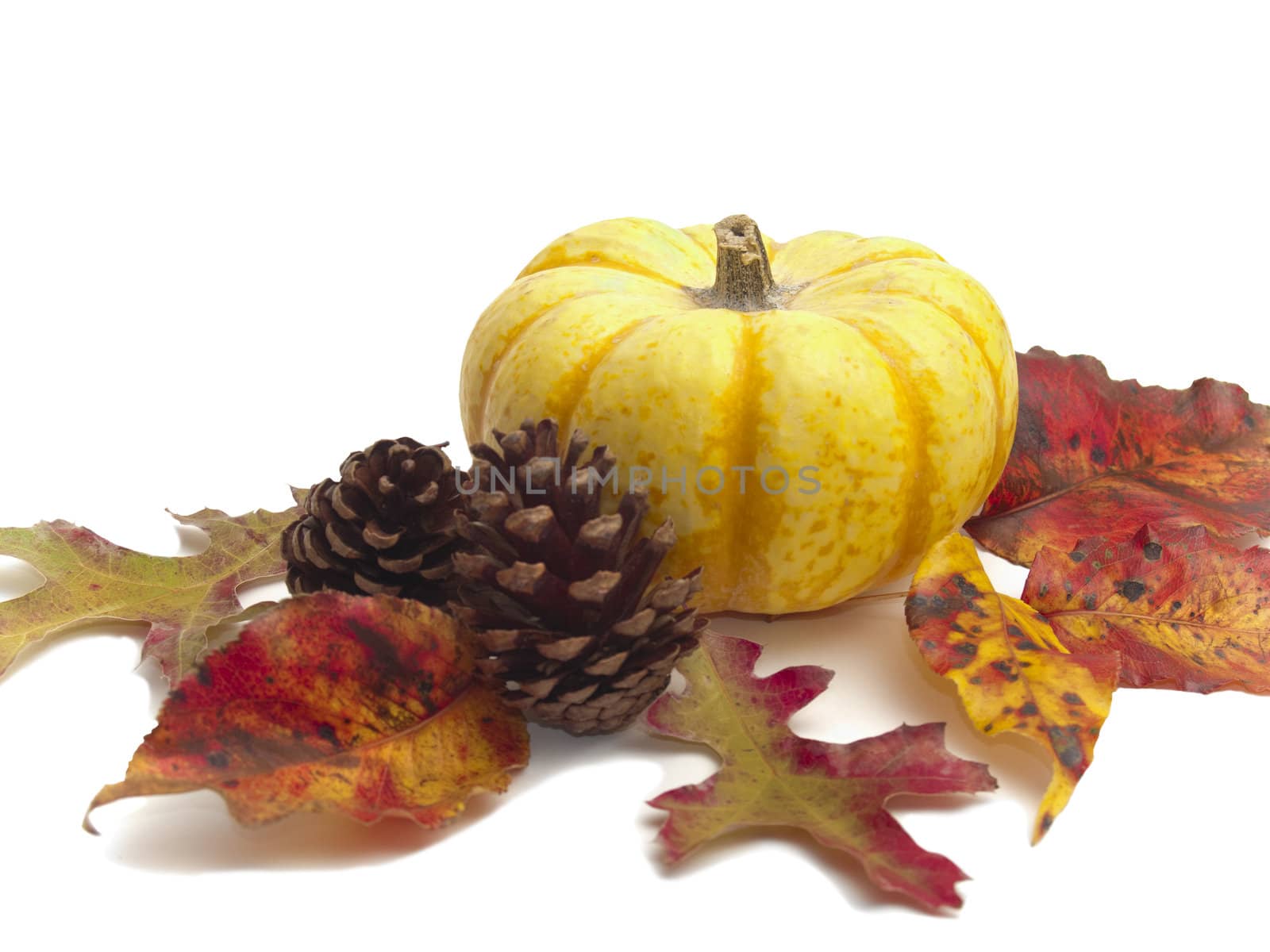 Still-life arrangement for Autumn of Thanksgiving holiday with small yellow pumpkin, real multi-colored Fall leaves, and pine cones isolated on white background.