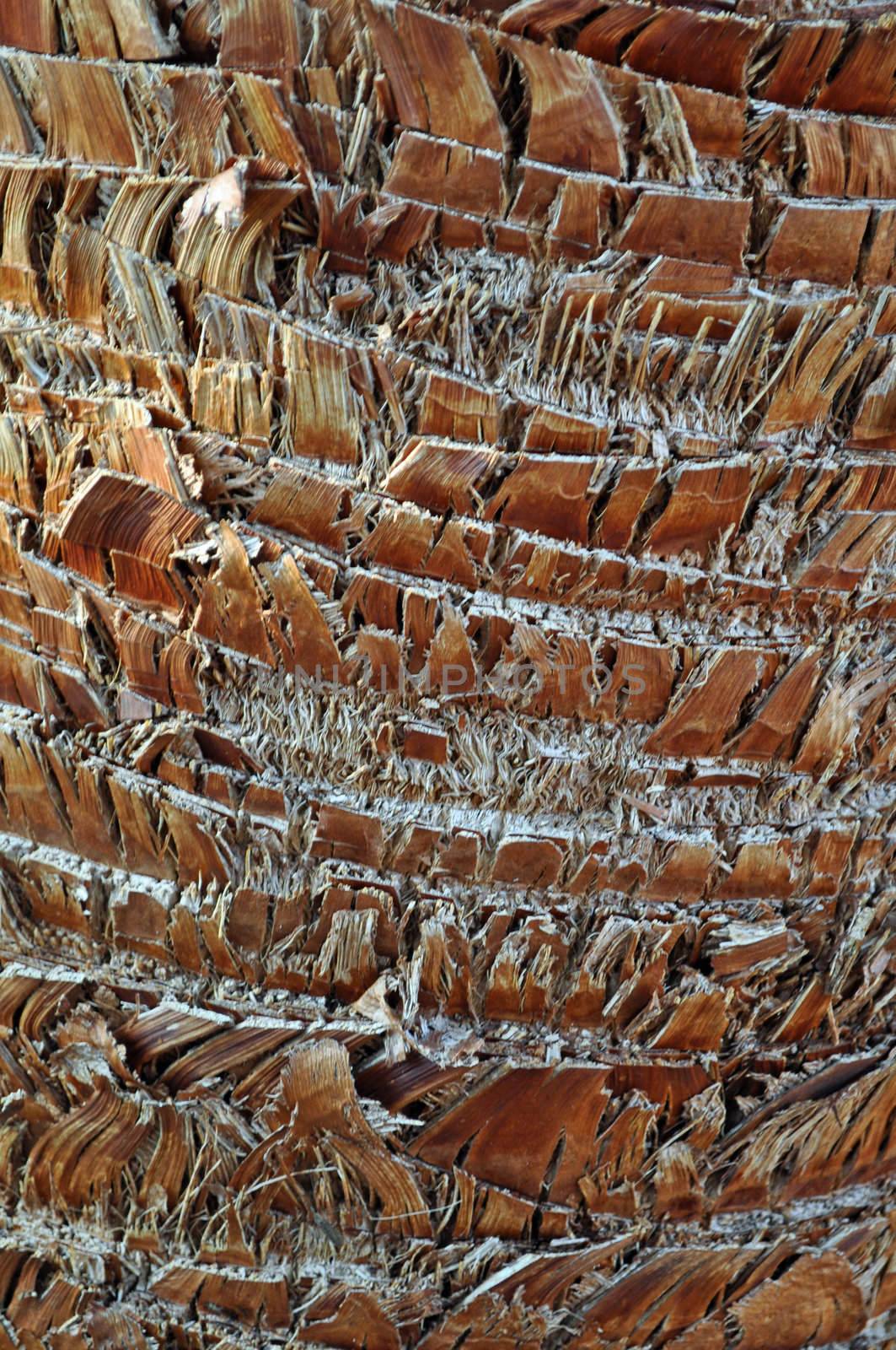 Tree Bark Background