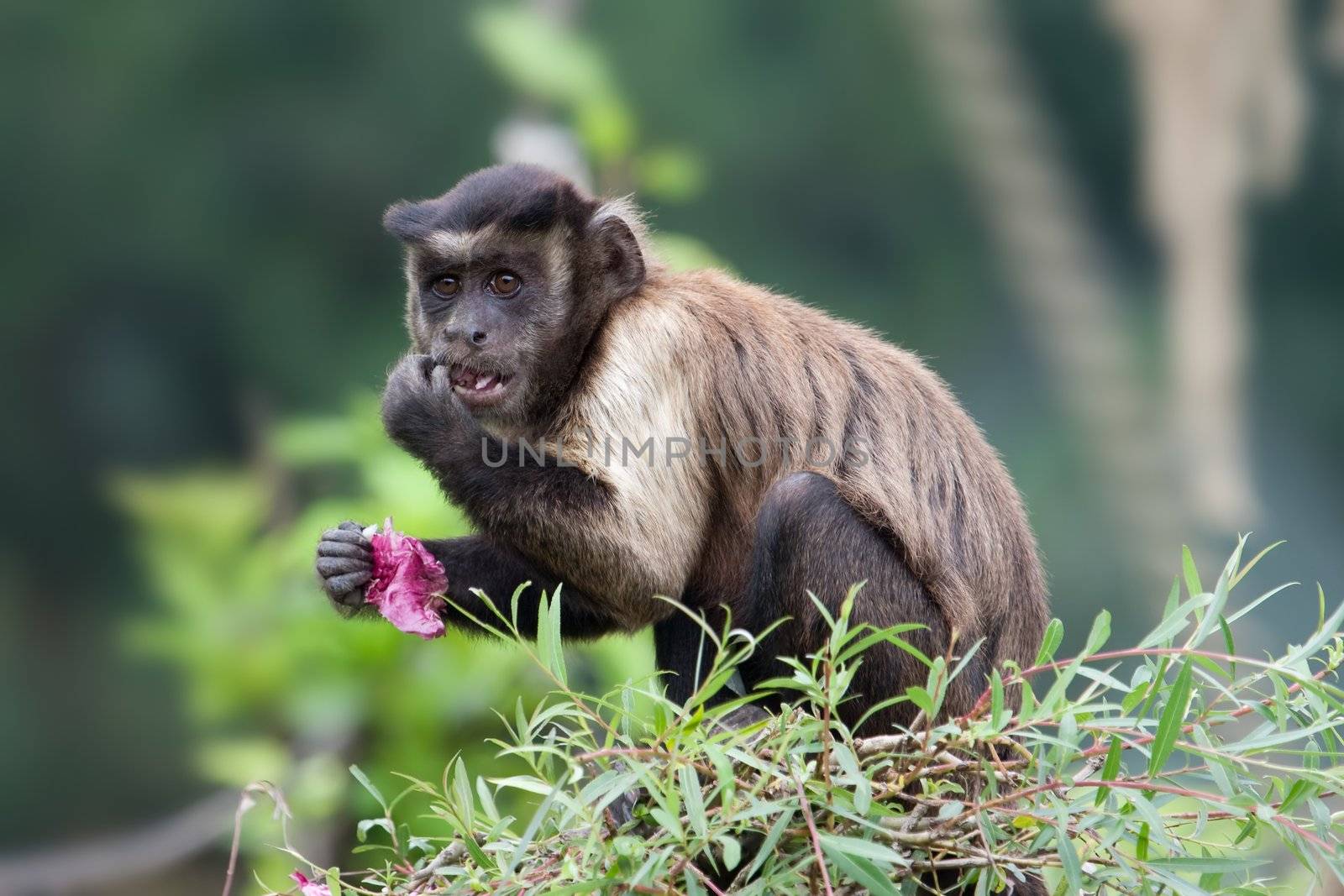 Tufted Capuchin (Cebus apella) eating on tree.
