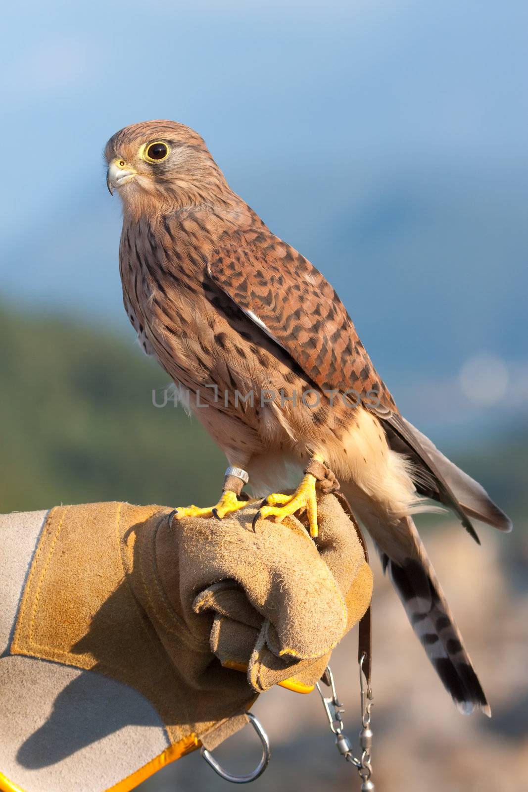 Common Kestrel (Falco tinnunculus) perched on falconer's glove. 