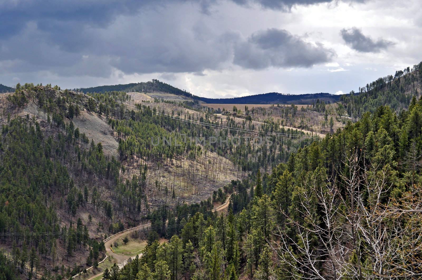 Black Hills South Dakota by RefocusPhoto