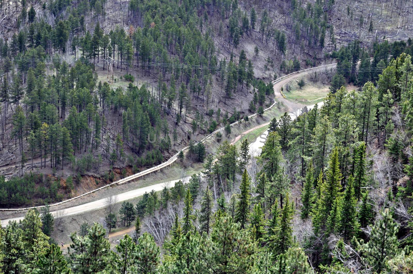 Black Hills South Dakota by RefocusPhoto