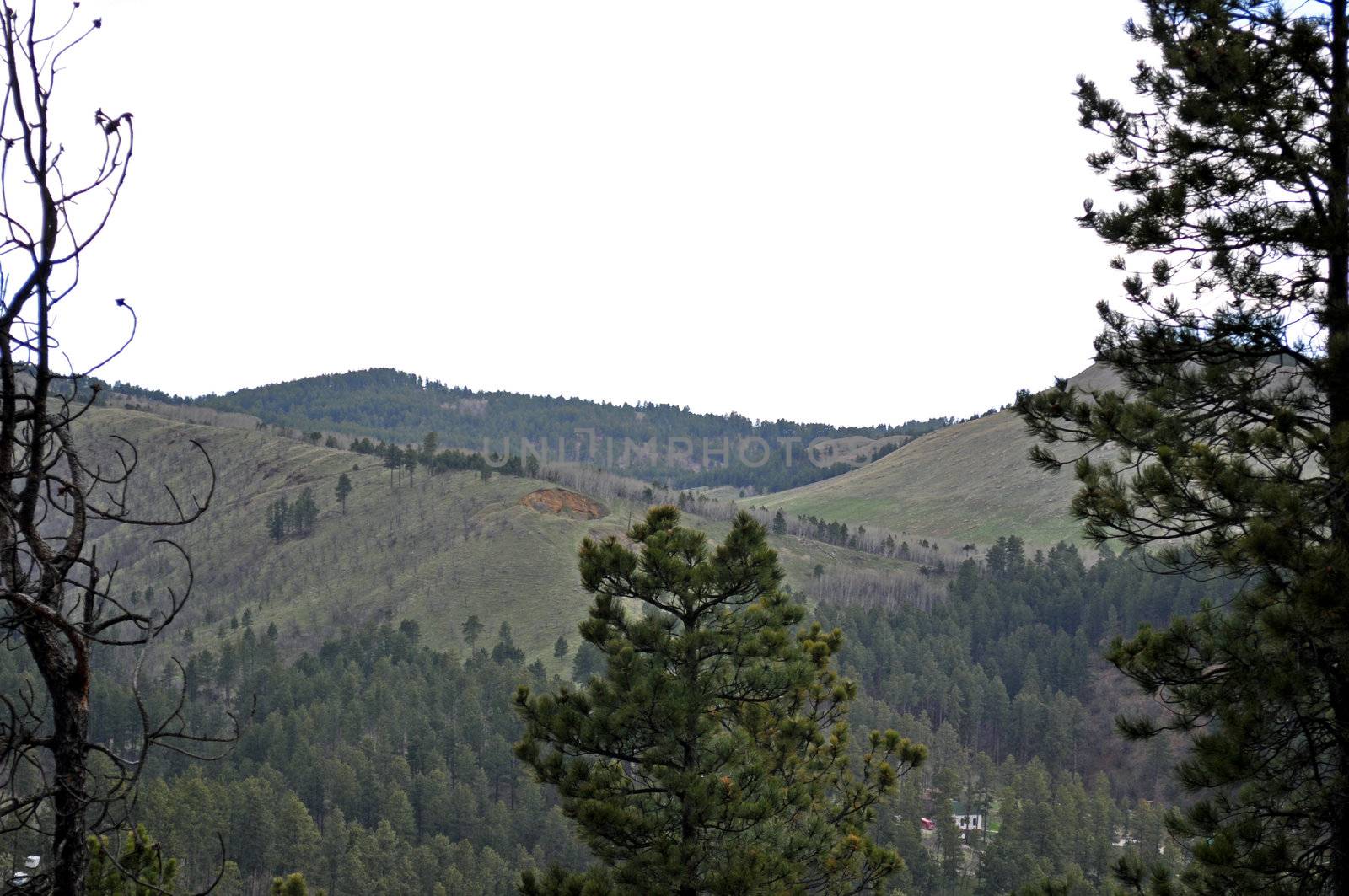 Black Hills South Dakota by RefocusPhoto