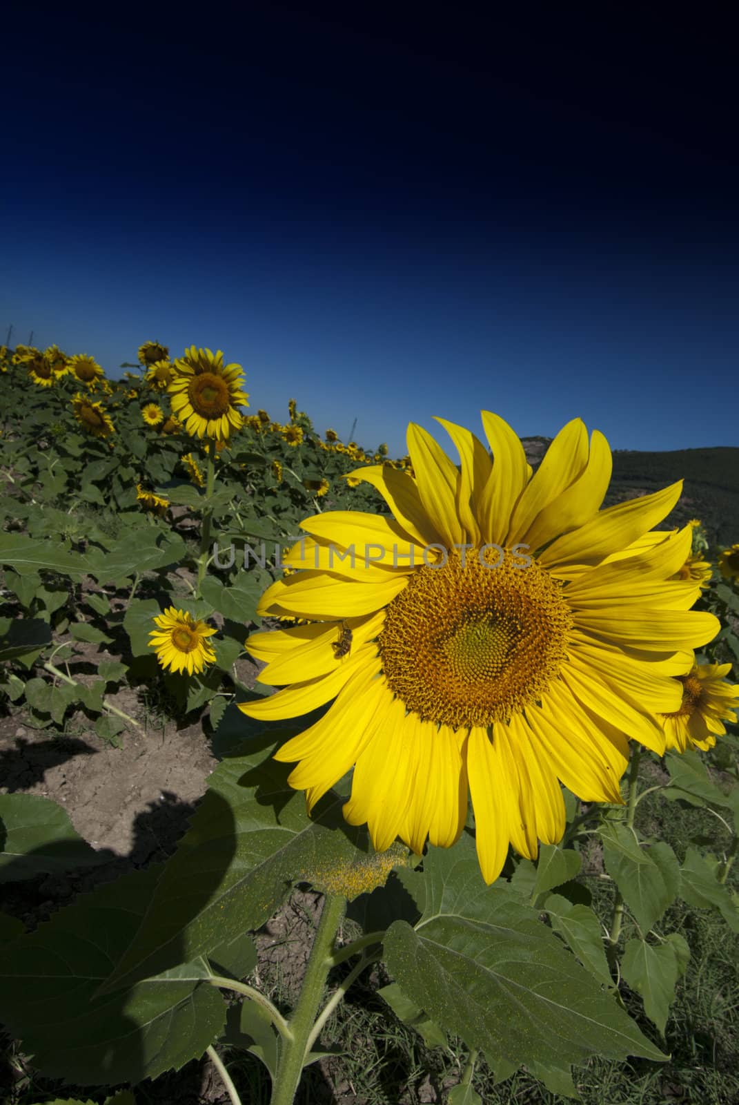 Gorgeous Sunflowers Field in the Tuscan Countryside, Italy