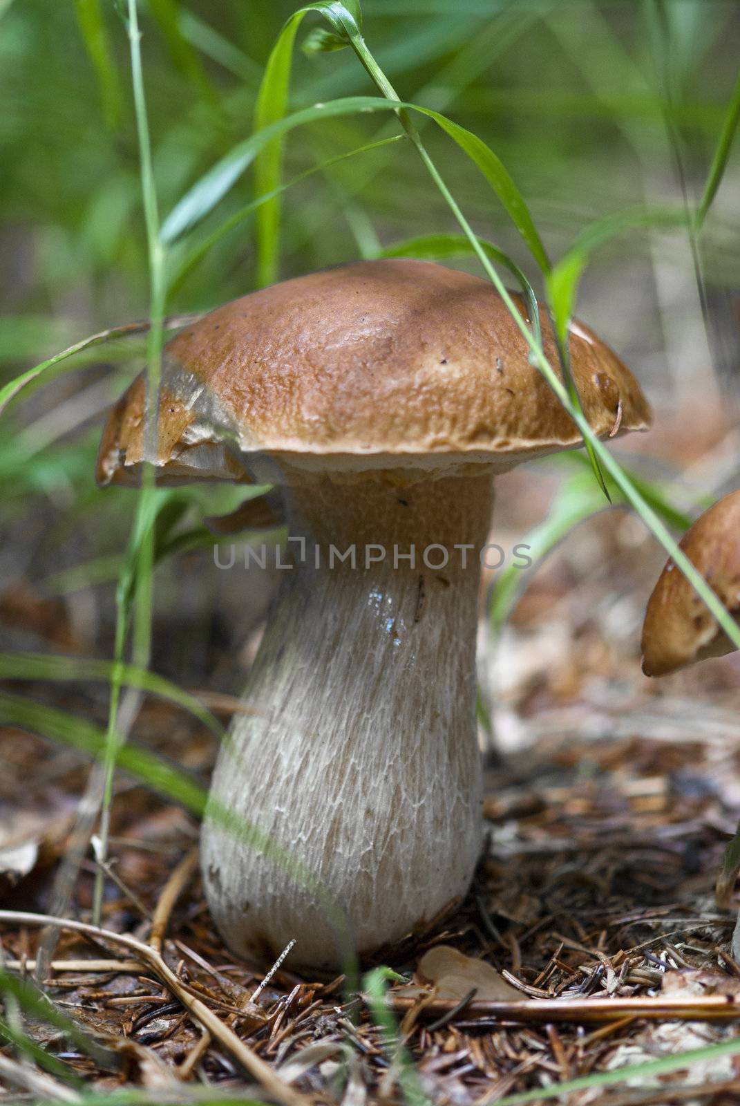 Boletus Mushroom in Dolomites Woods, Italy