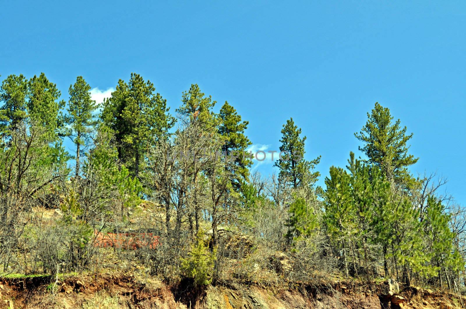 Black Hills South Dakota by RefocusPhoto