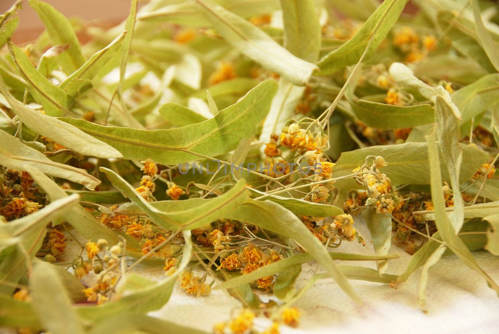 heap of dried lime-blossoms for herbal tea