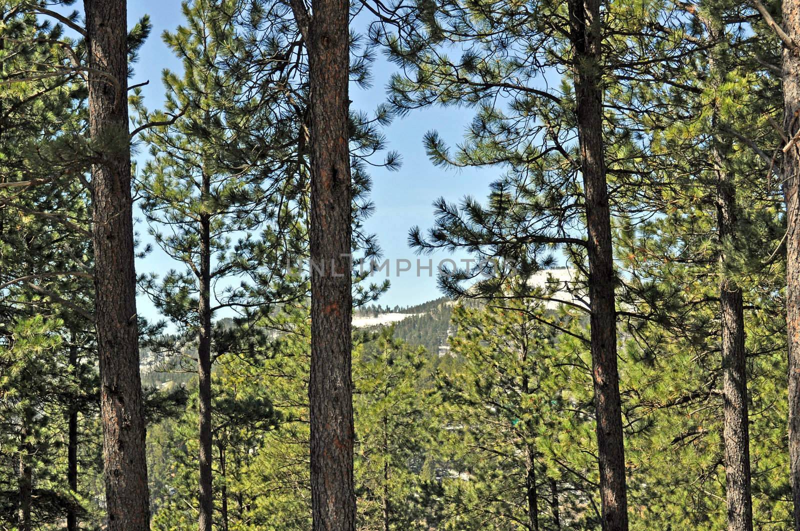 Black Hills South Dakota by RefocusPhoto