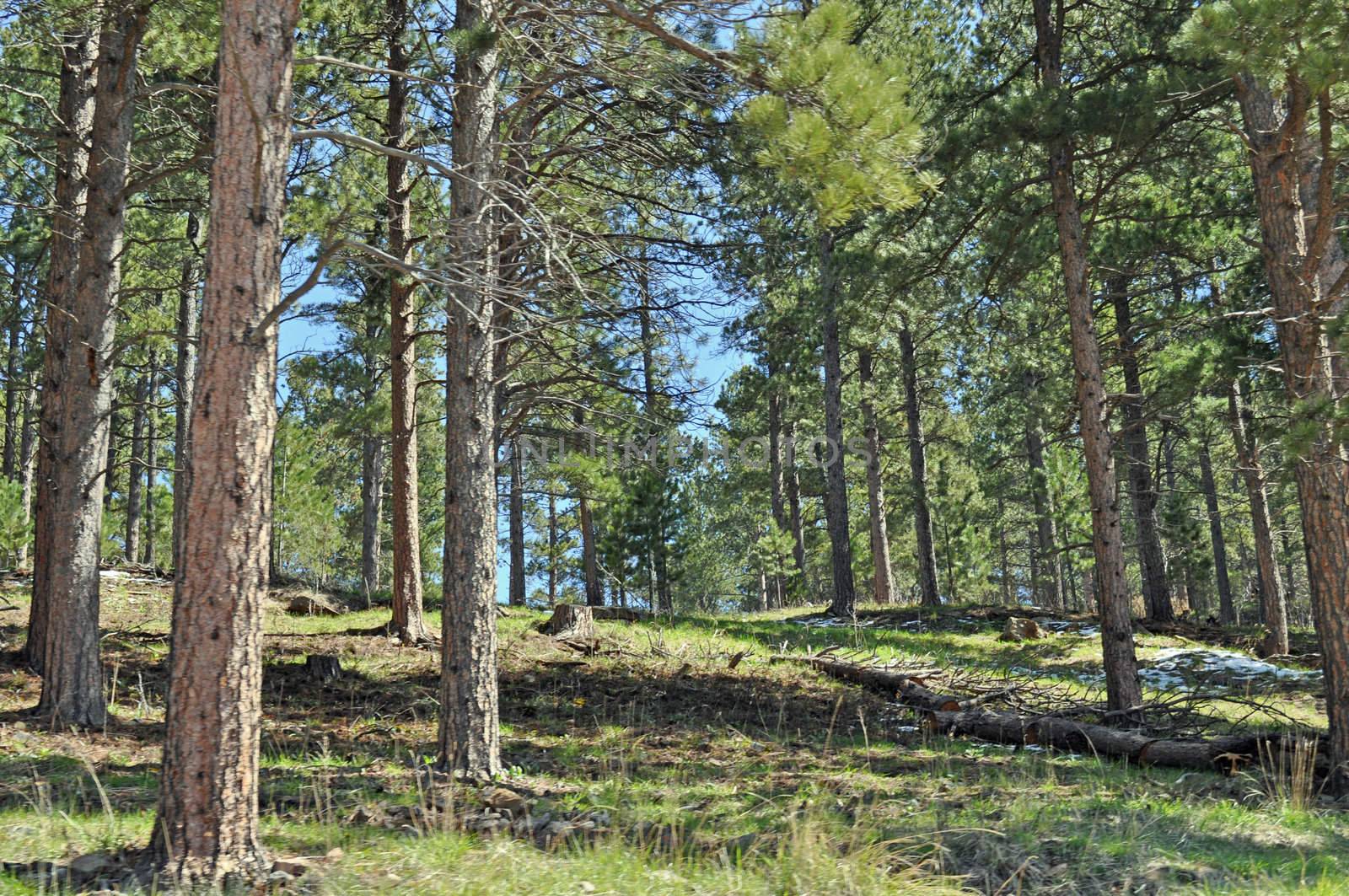 Black Hills South Dakota by RefocusPhoto