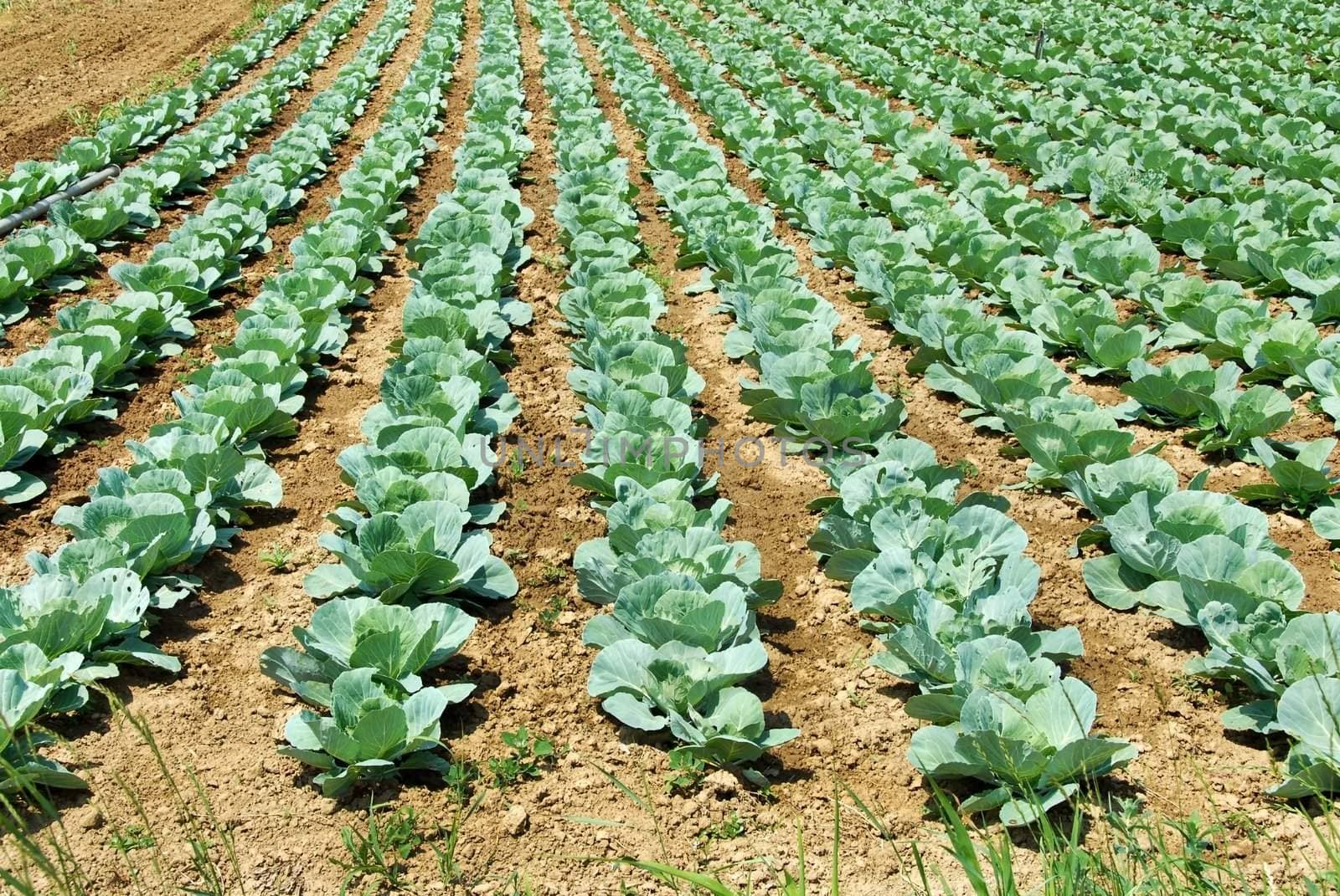 green cabbage in rows growing on field