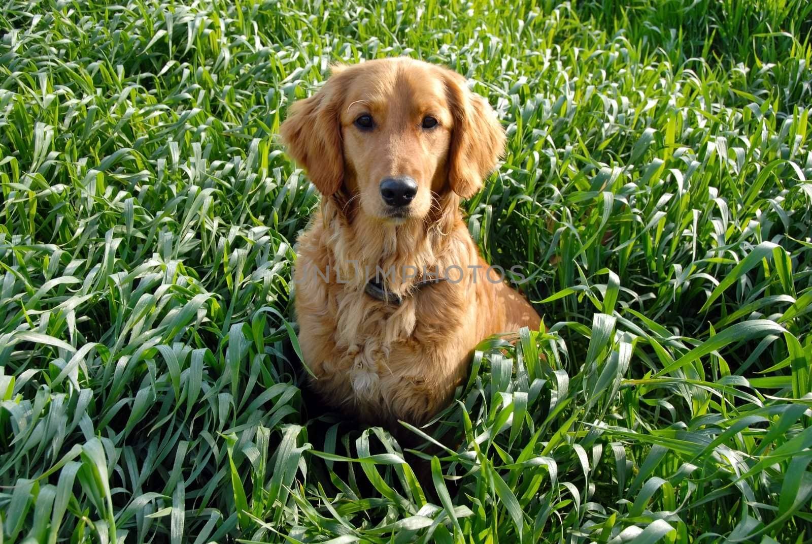 golden retriever young dog in green wheat field outdoor