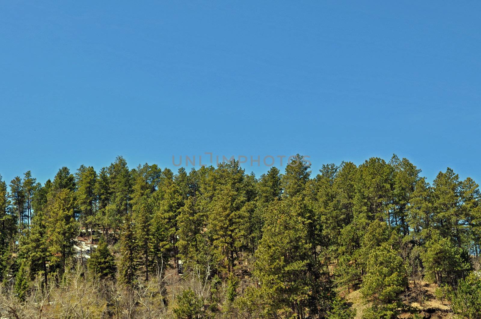 Black Hills South Dakota by RefocusPhoto