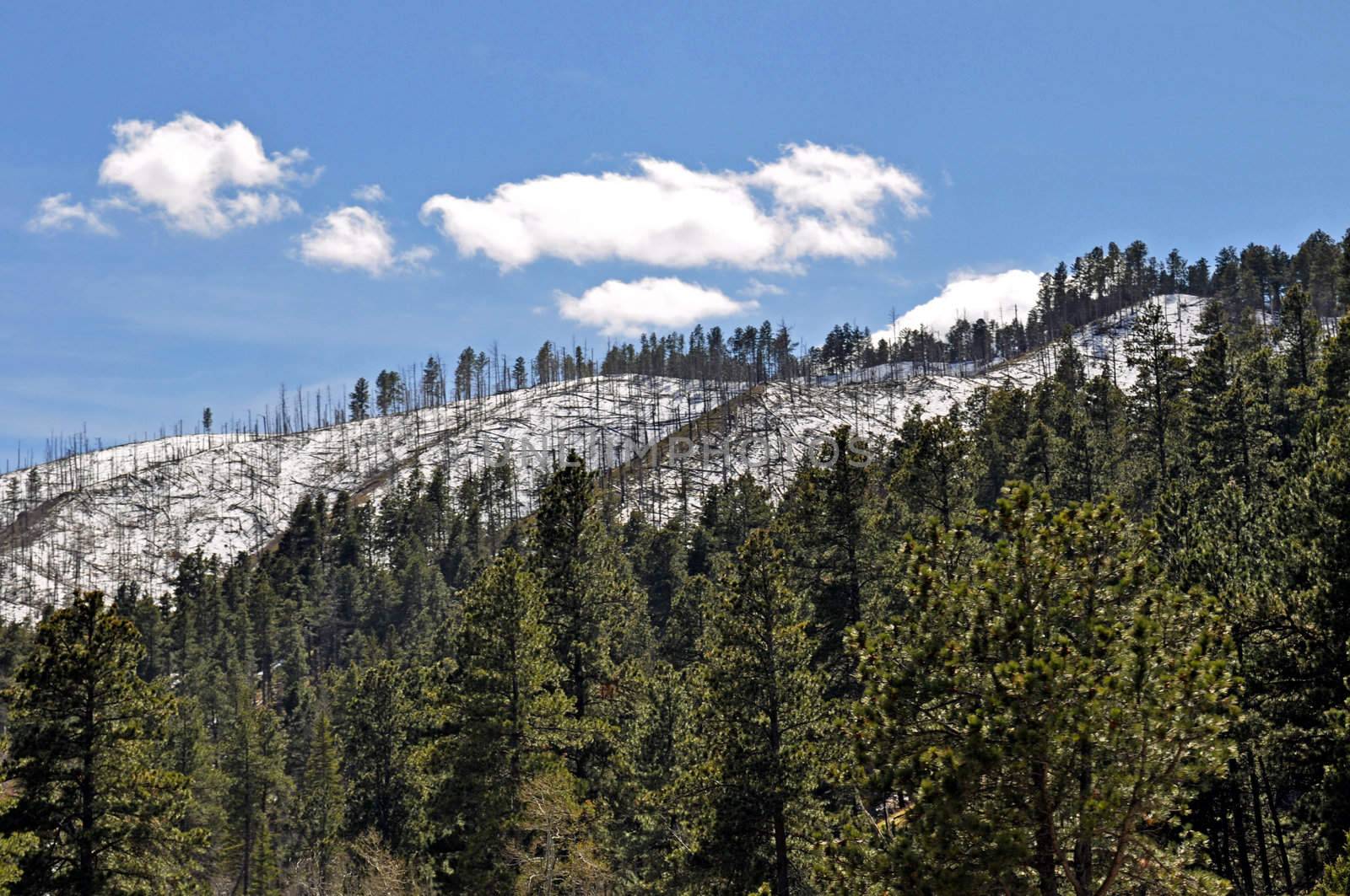 Black Hills South Dakota