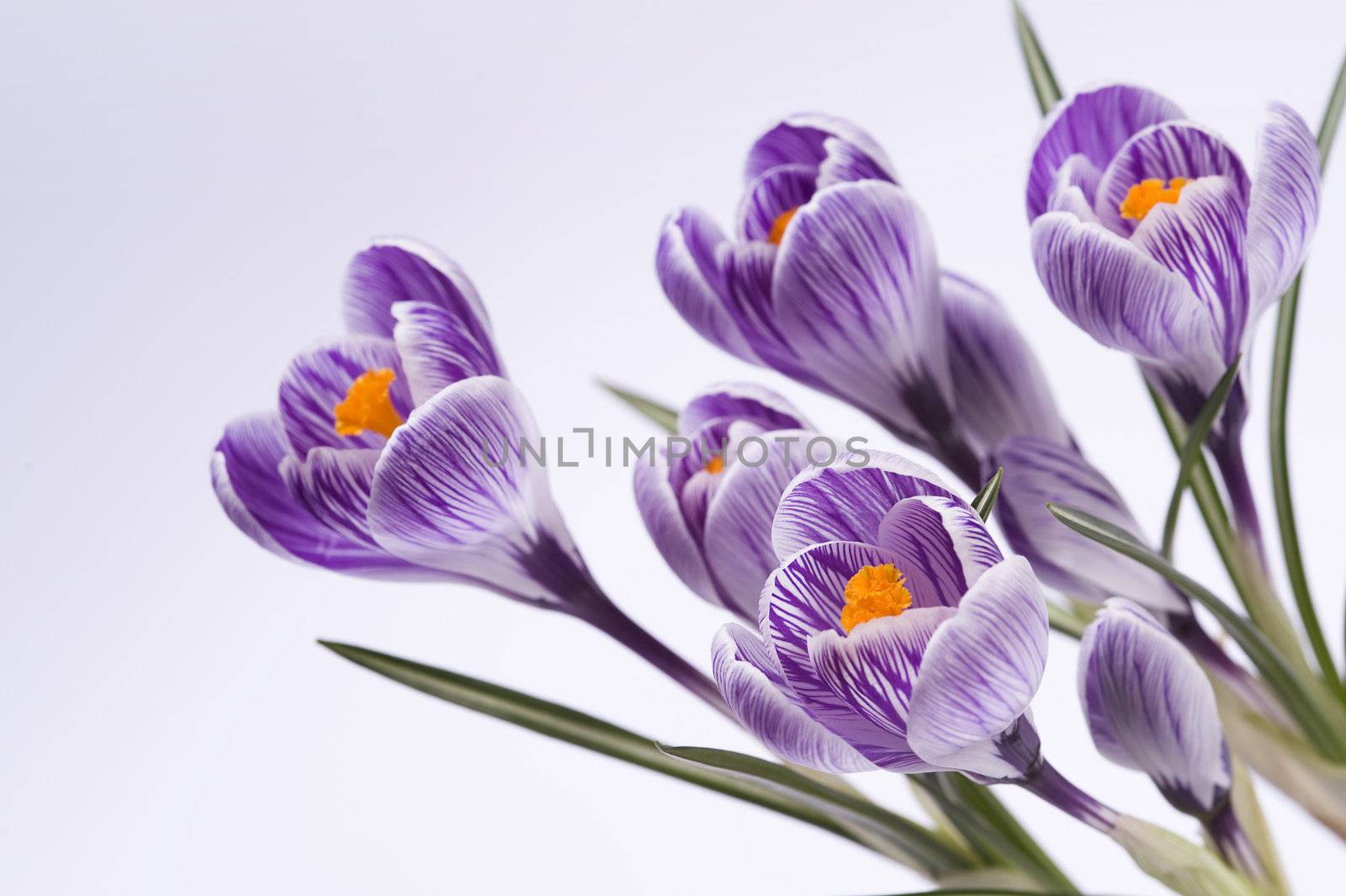 family of flowers, striped crocus on white background