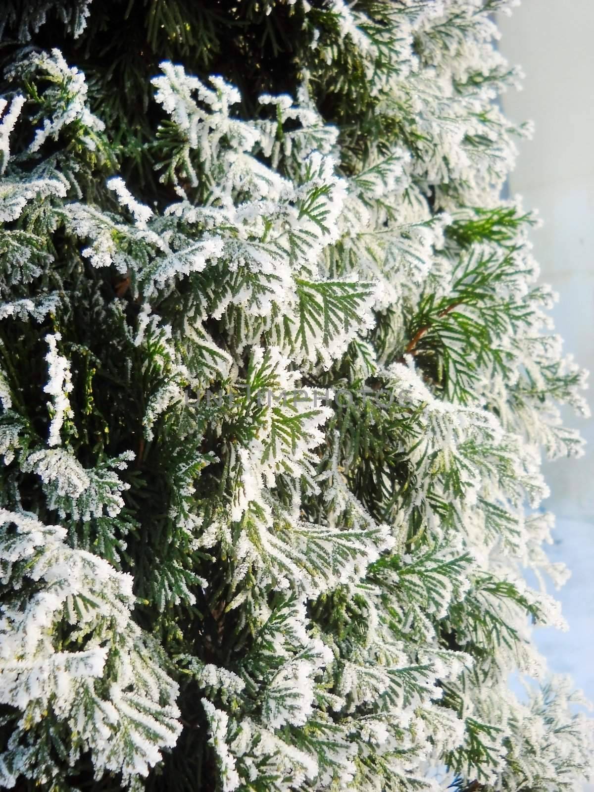 frost on Chamaecyparis tree branch over snow winter background