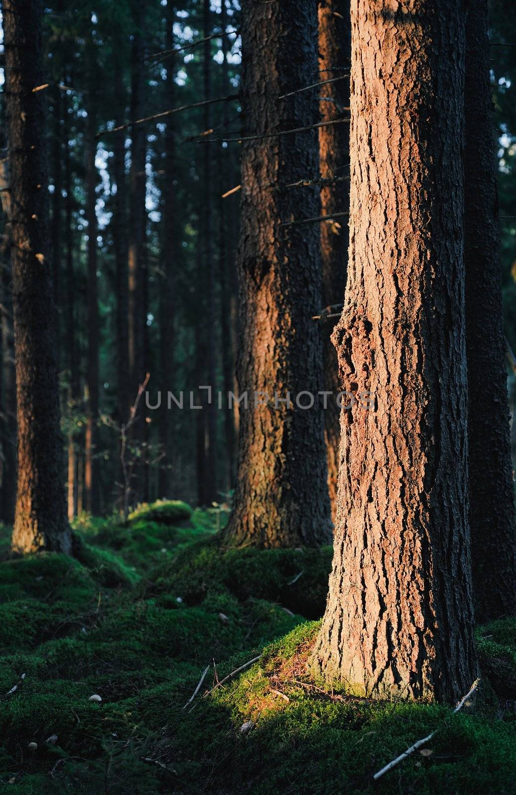 Patches of sunlight hitting pine forest tree trunks green forest floor 