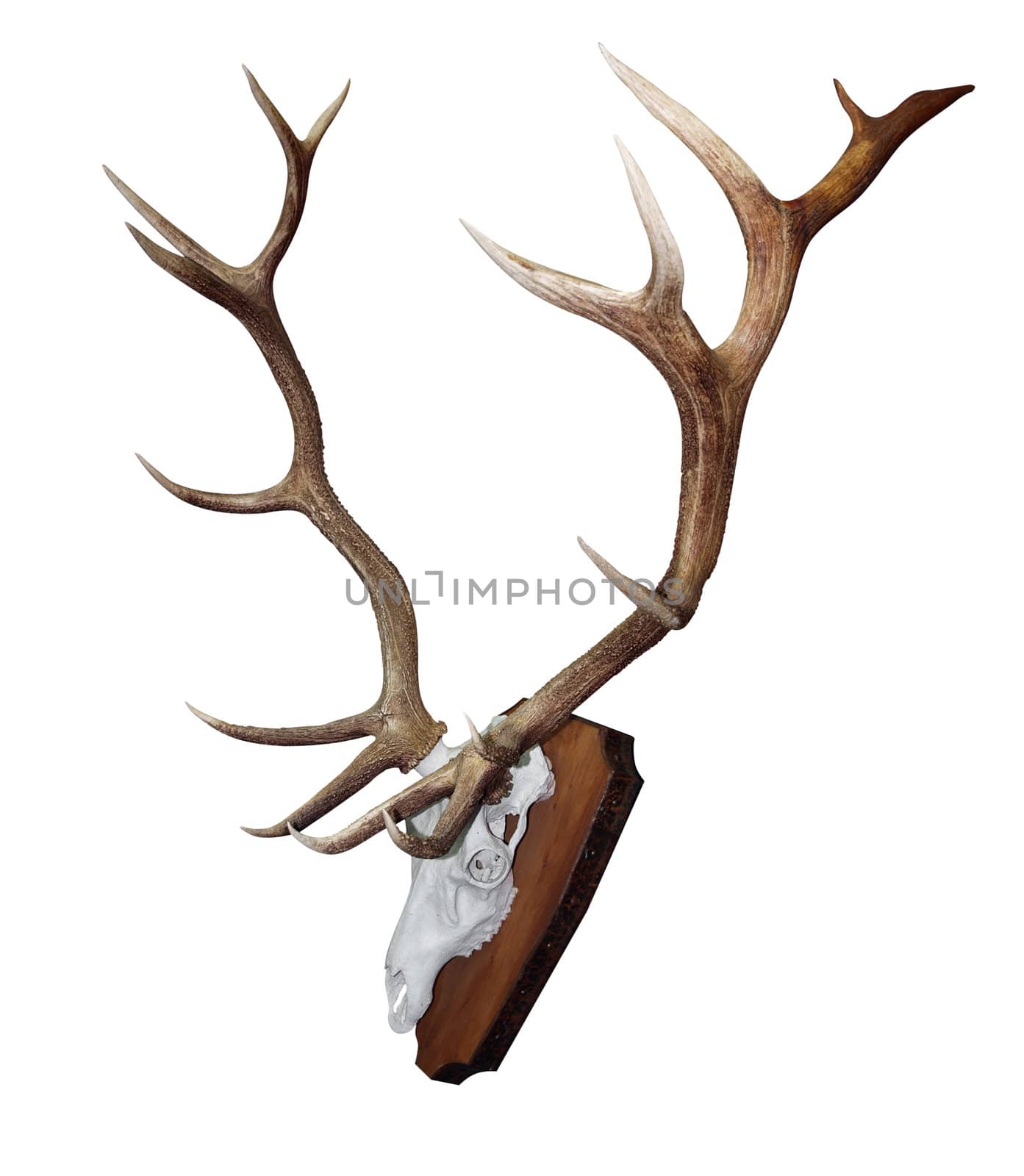 15 Point Mounted Stag Horns by MargoJH