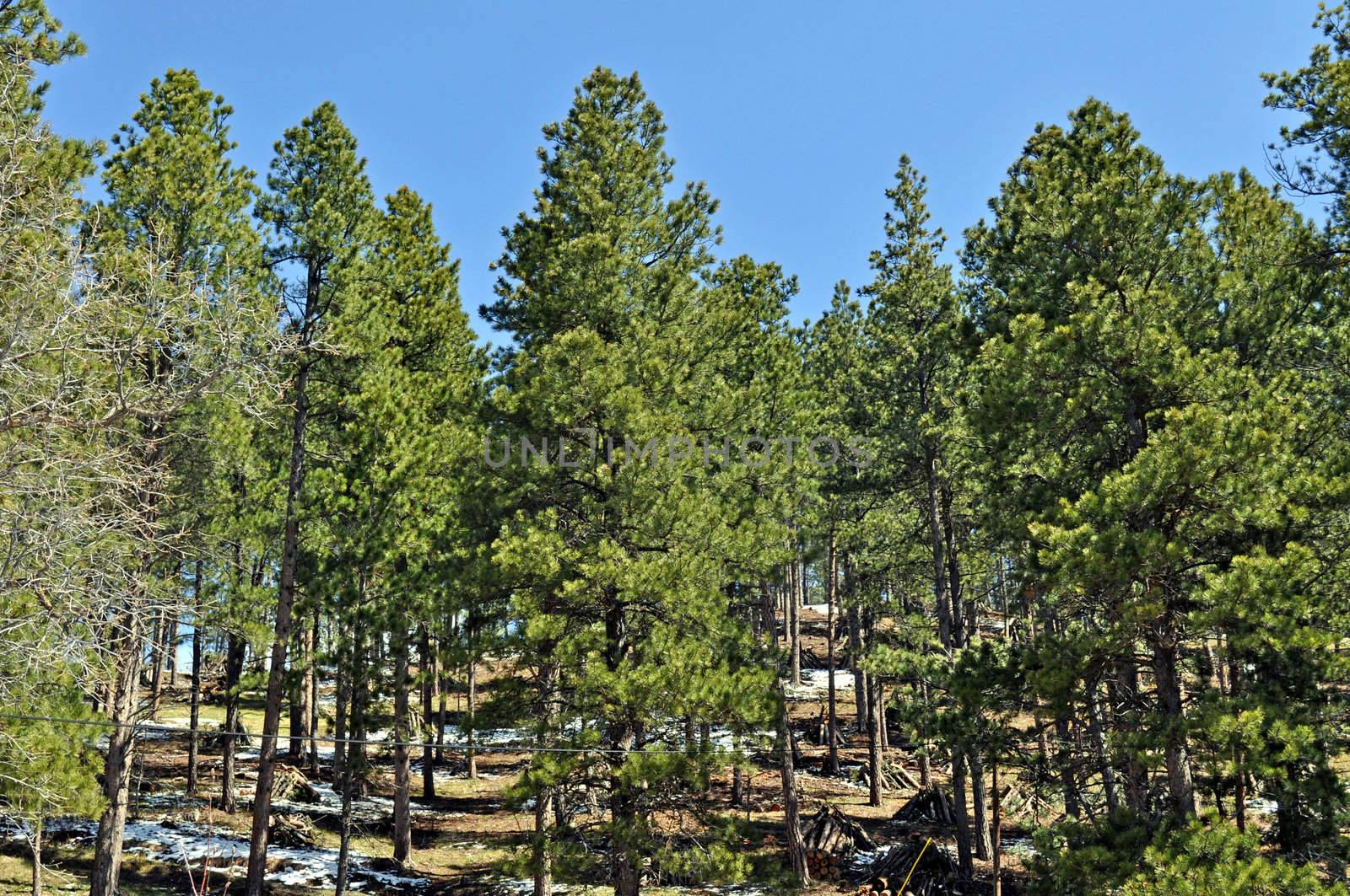 Black Hills South Dakota by RefocusPhoto