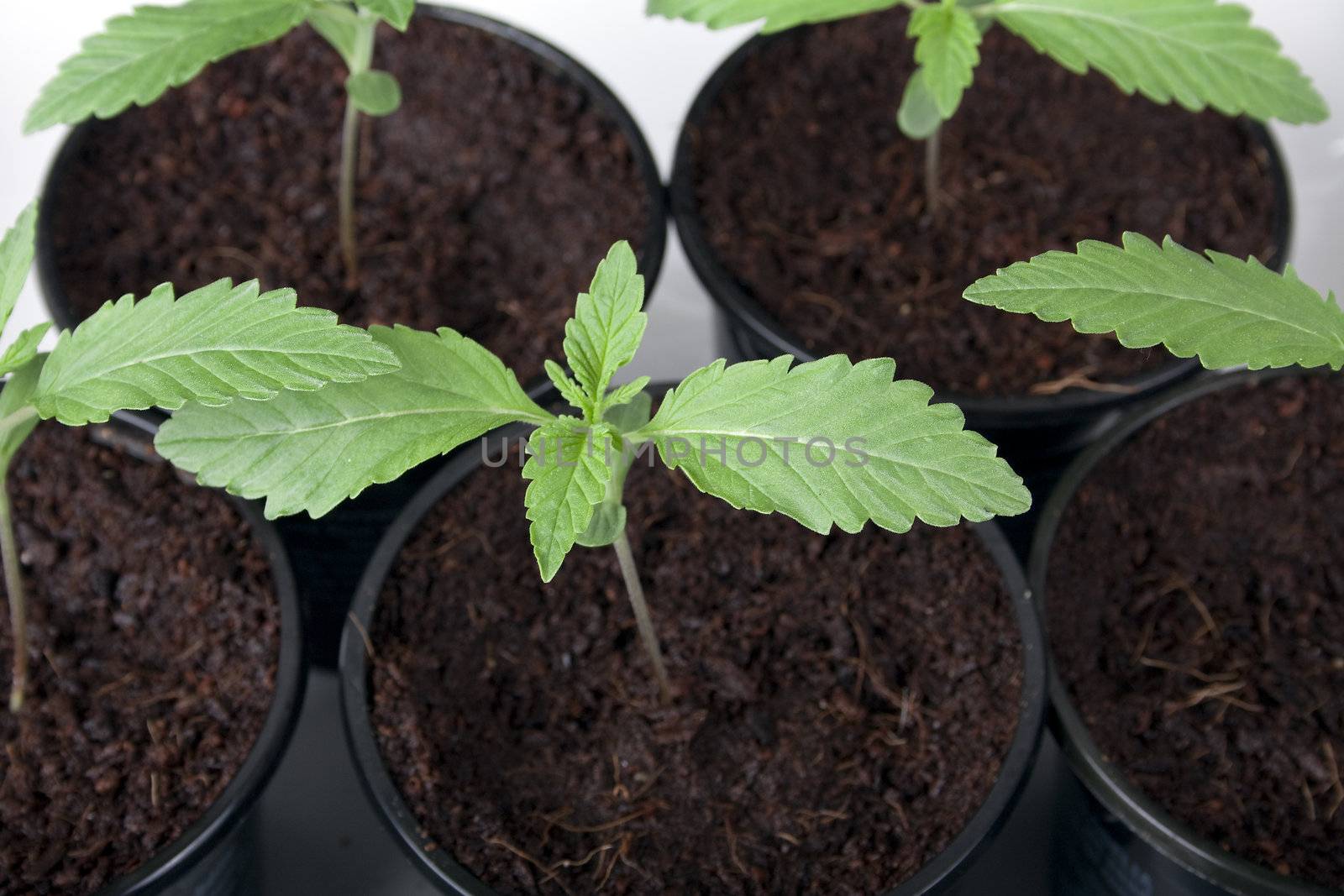 Cannabis plant seedlings in pots. 