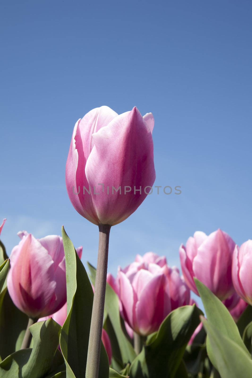 Pink tulip in a field with sky in the  background. Vertical orientation.