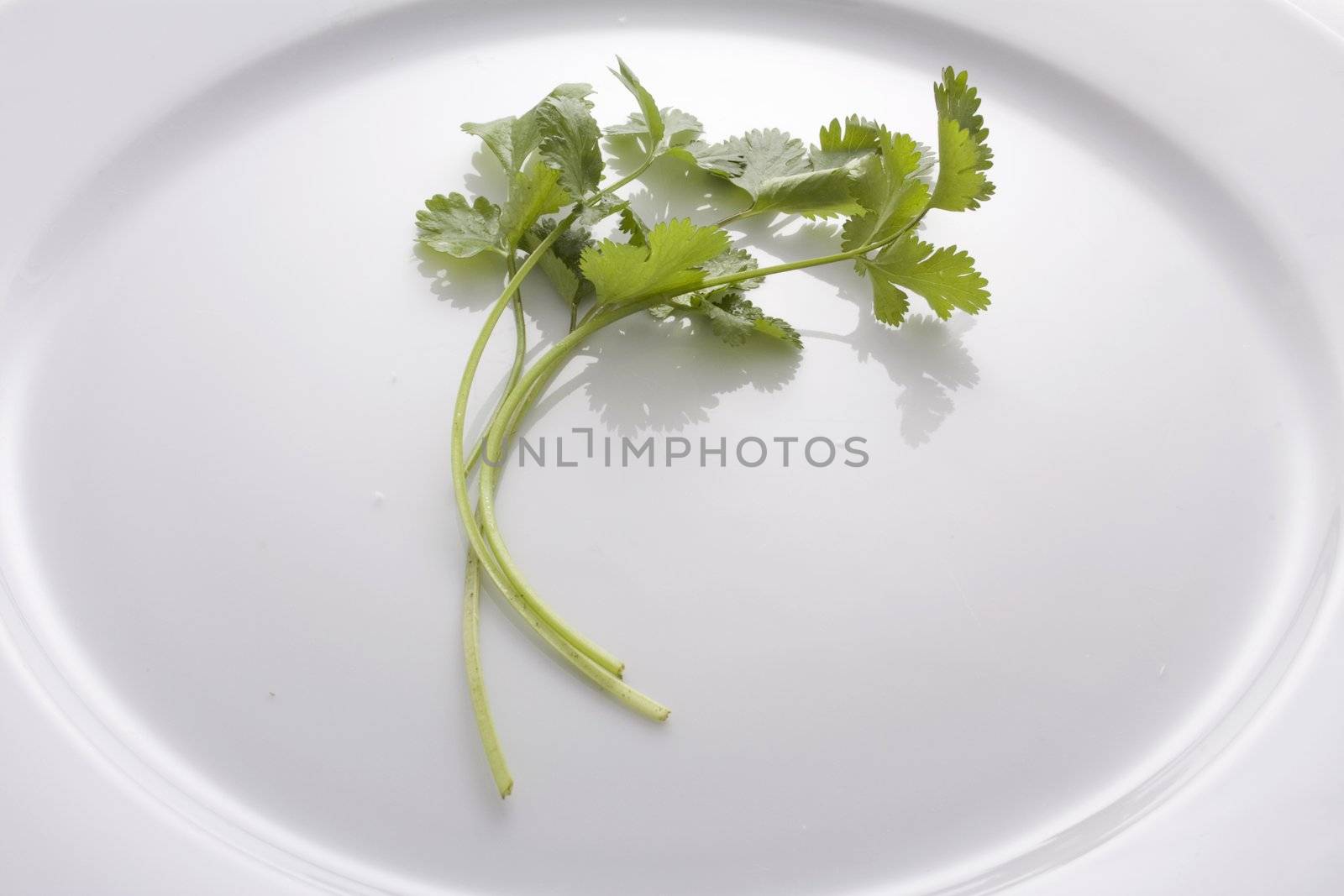 Fresh Cilantro on white plate