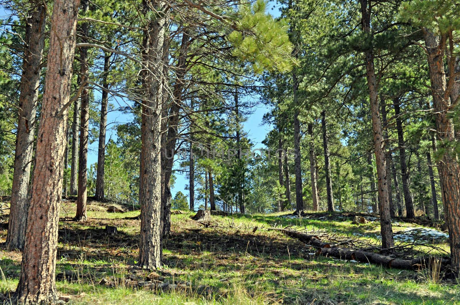 Black Hills South Dakota by RefocusPhoto