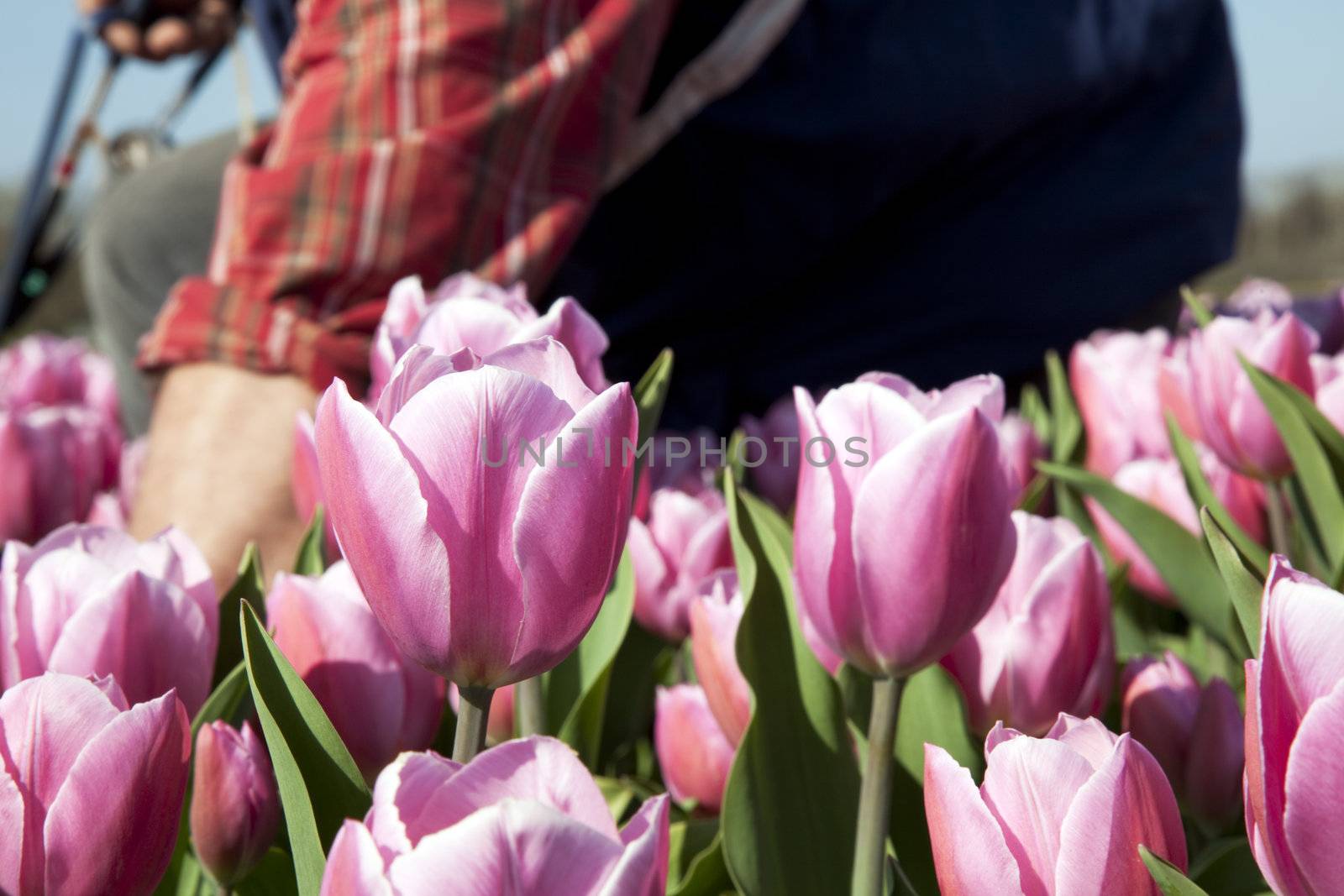 Tulips in Holland with worker weeding in the background