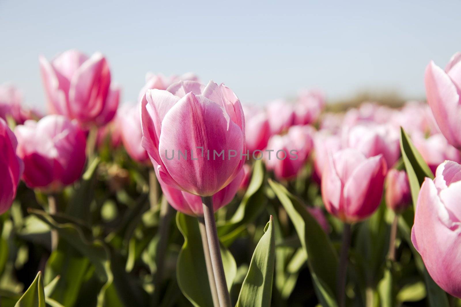 Pink tulip in field in the spring.