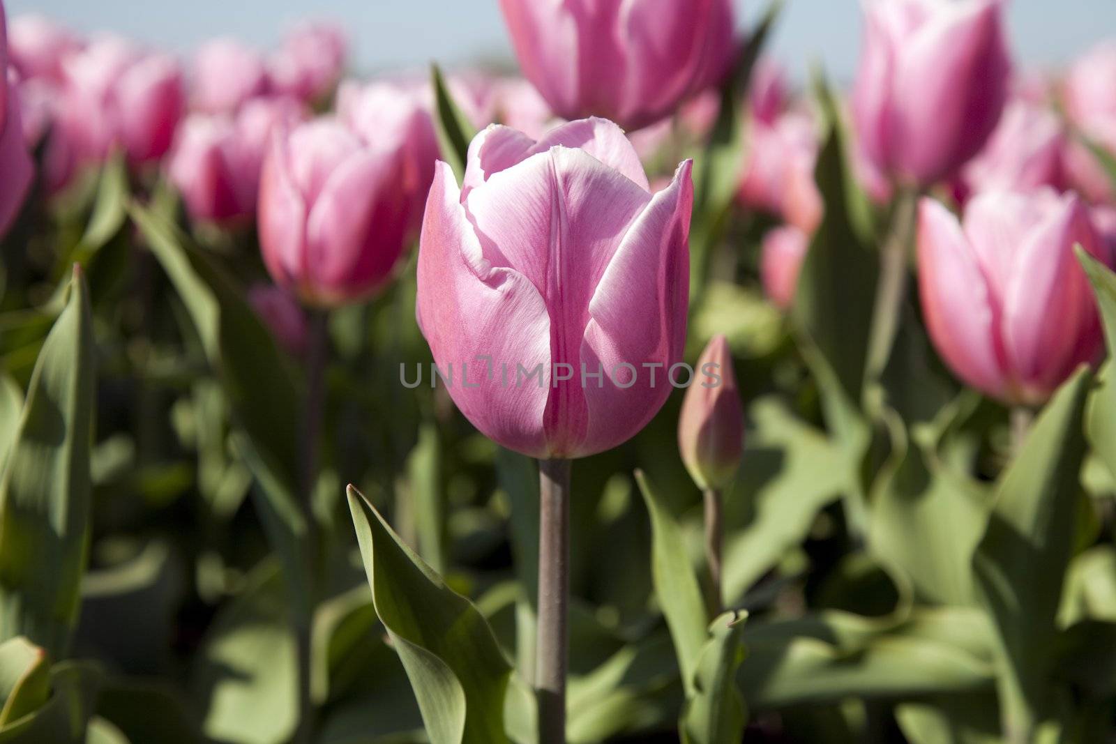 Closeup of pink Tulip in field in Holland.