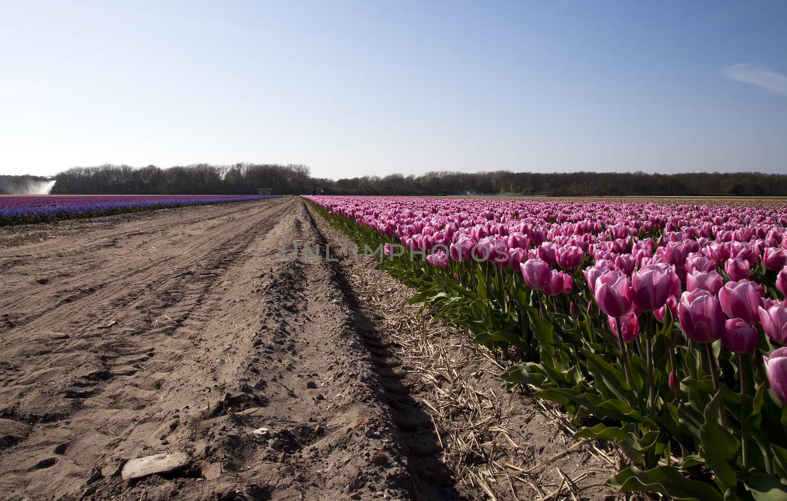 Pink tulip field beside a dirt road in Holland.