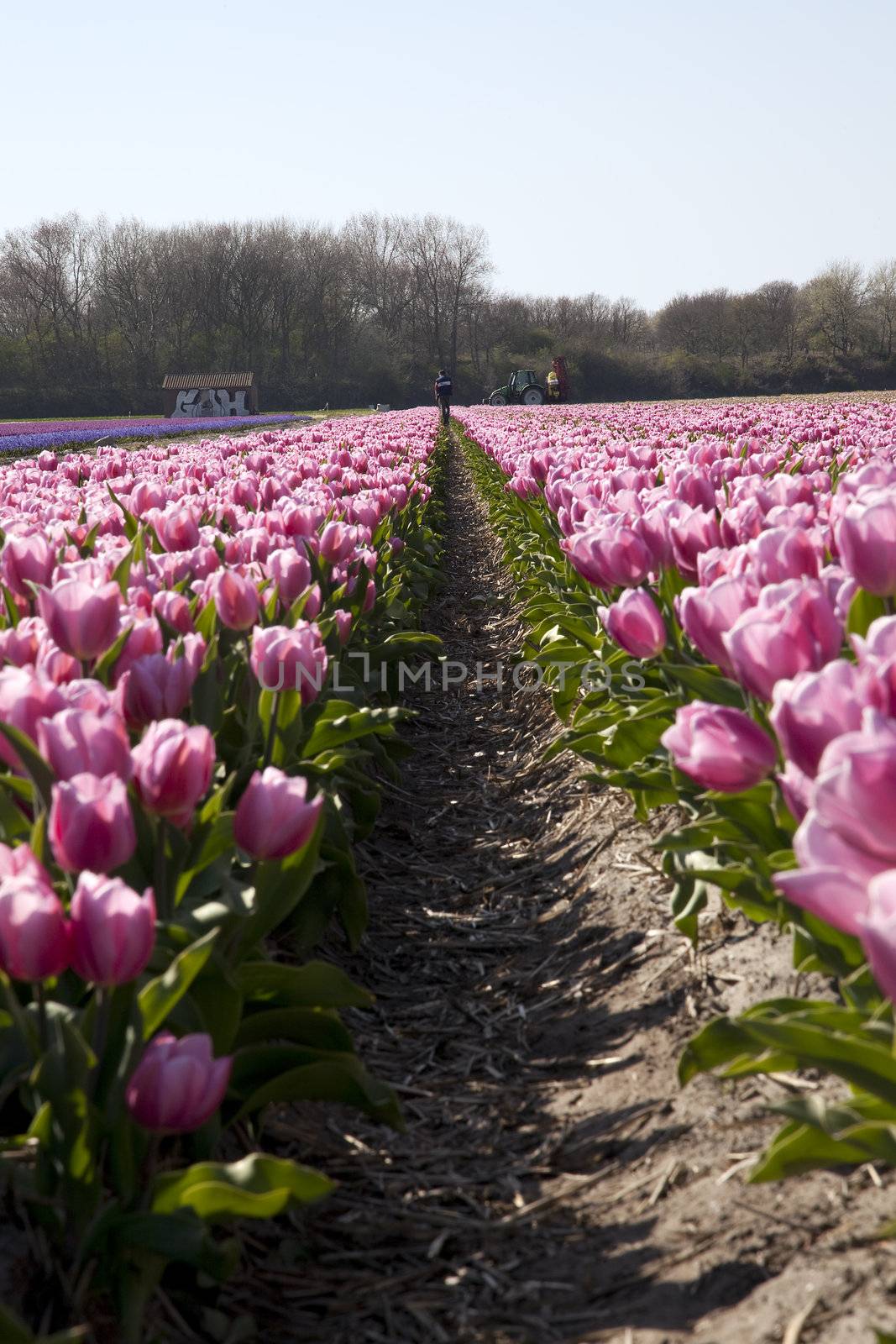 Rows of pink tulips in Holland