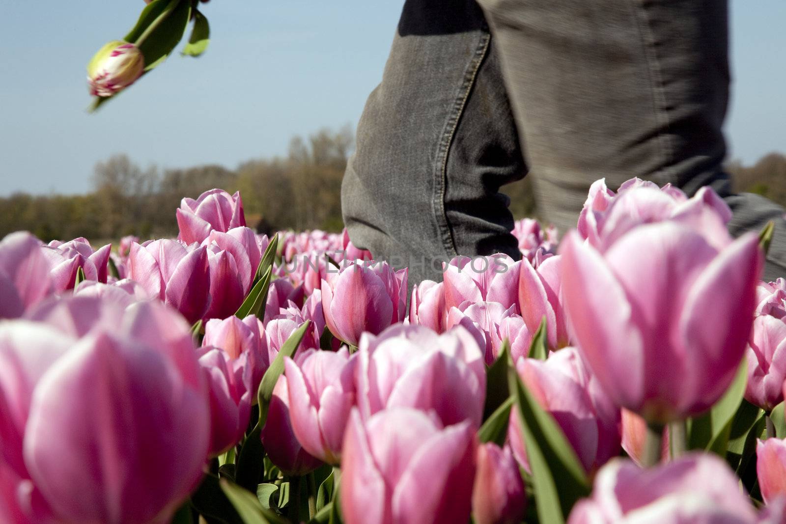 Pink tulip field with man walking through and removing the tulips with wrong coloring.  The Netherlands