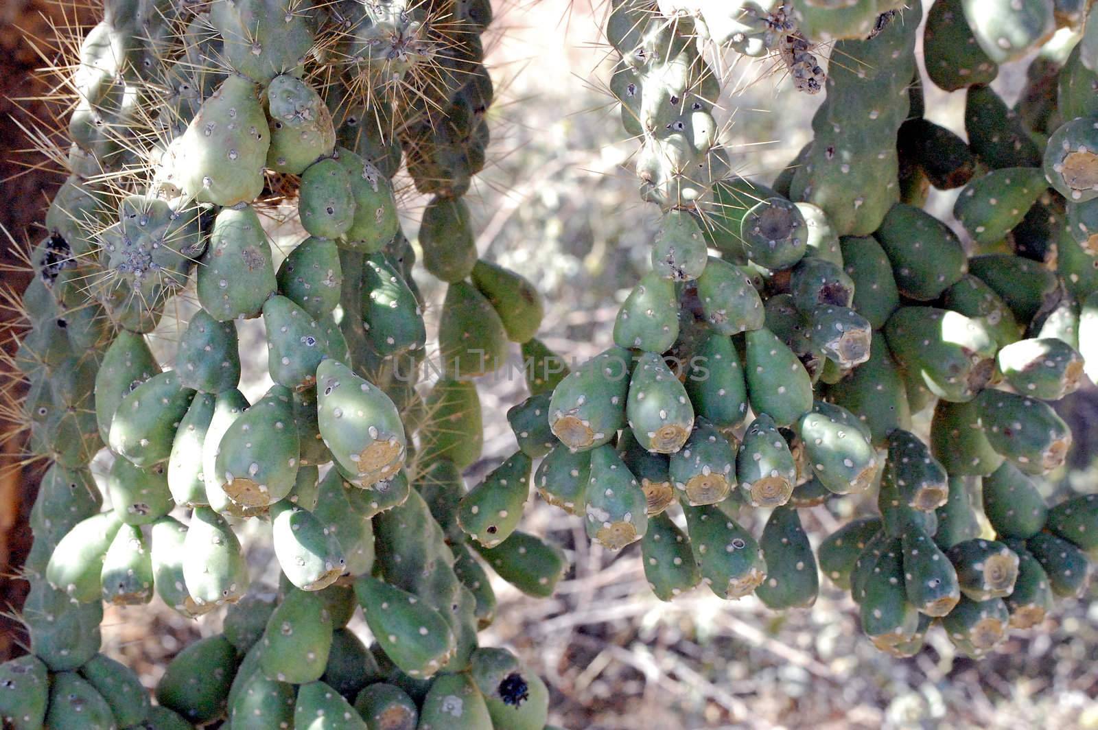 Cactus Tree by RefocusPhoto